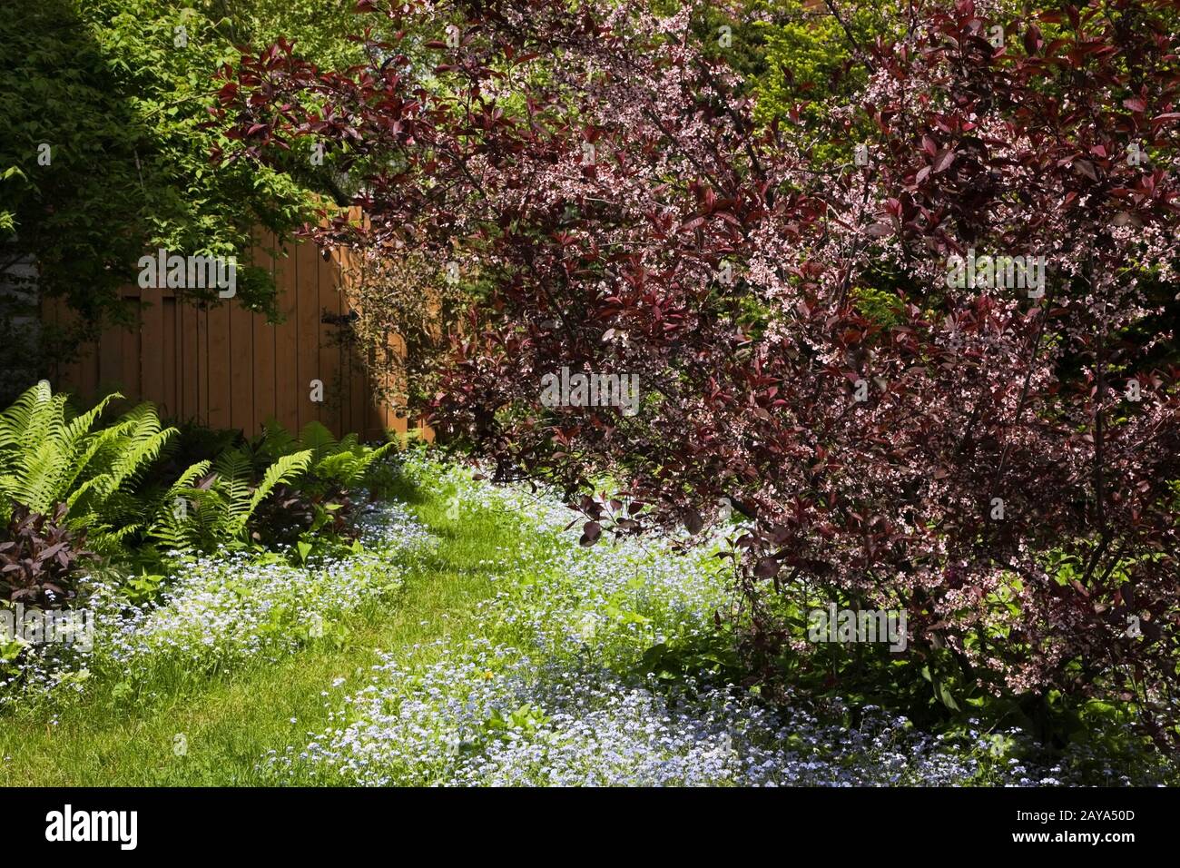 Blue Myosotis - Forget-me-not blumen unter einem Prunus x cistena - Purpleaf Sandkirschstrauch in einem Hinterhofgarten im Frühjahr. Stockfoto