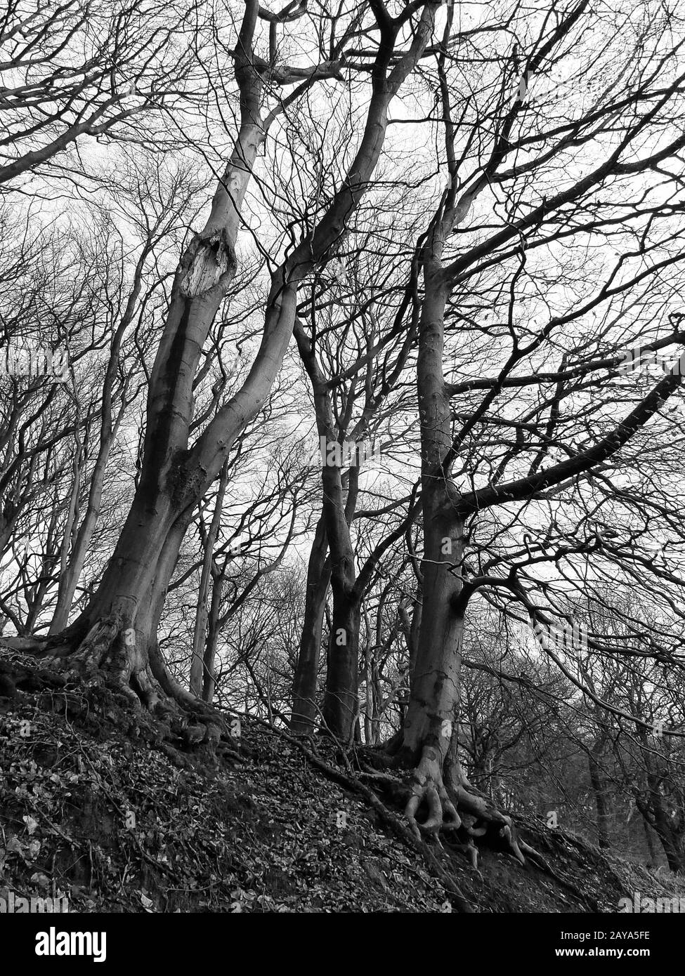 Krasse hohe Winterbäume mit dichten verdrehten Zweigen in Hangwald monochrom Stockfoto
