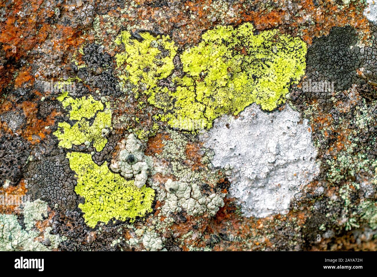 Flechten wachsen auf einem Felsen Stockfoto