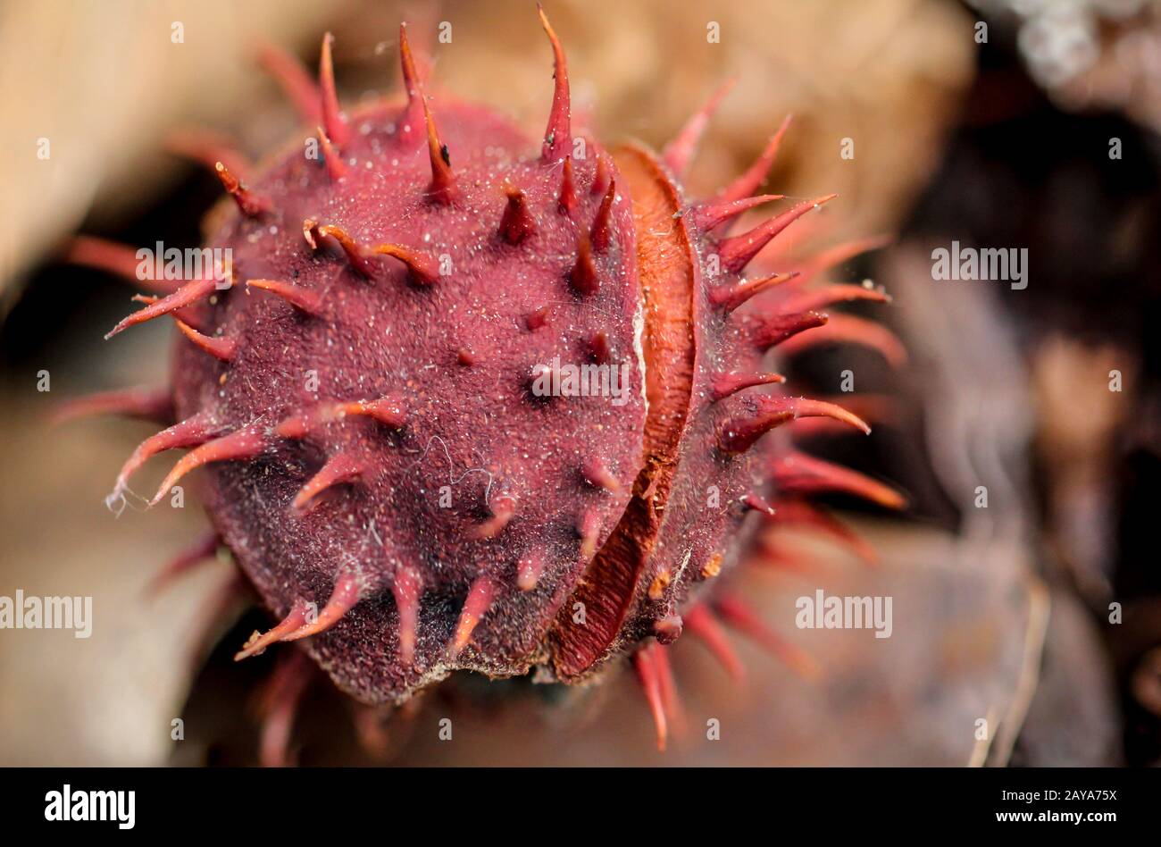 Details zu Herbstlaub, Kastanien, Eicheln, Äpfeln, Herbst, Spätsommer, Indien Sommer Stockfoto