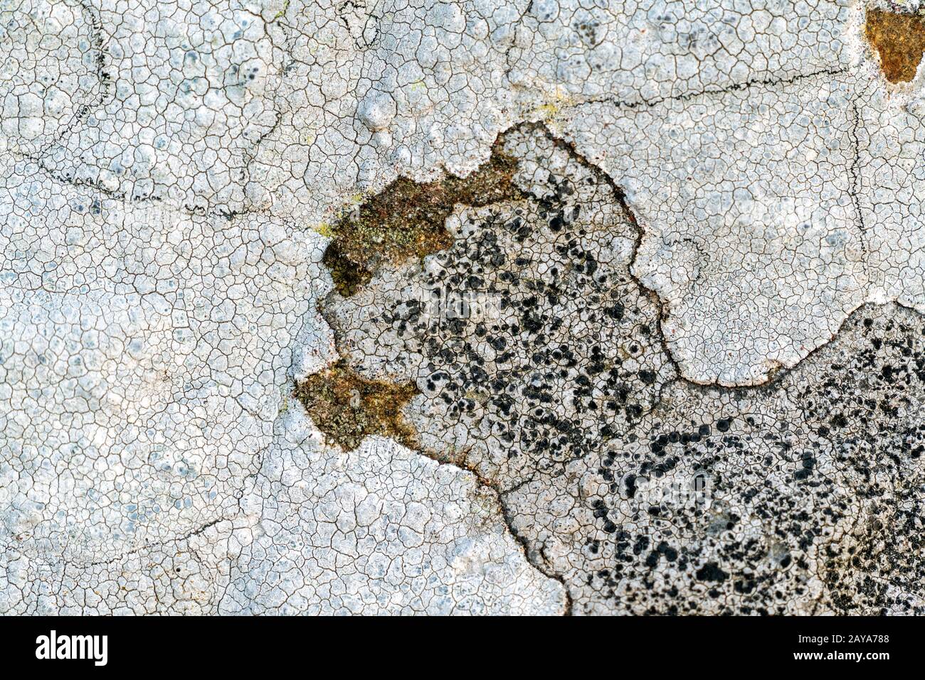 Flechten auf einem Felsen Stockfoto