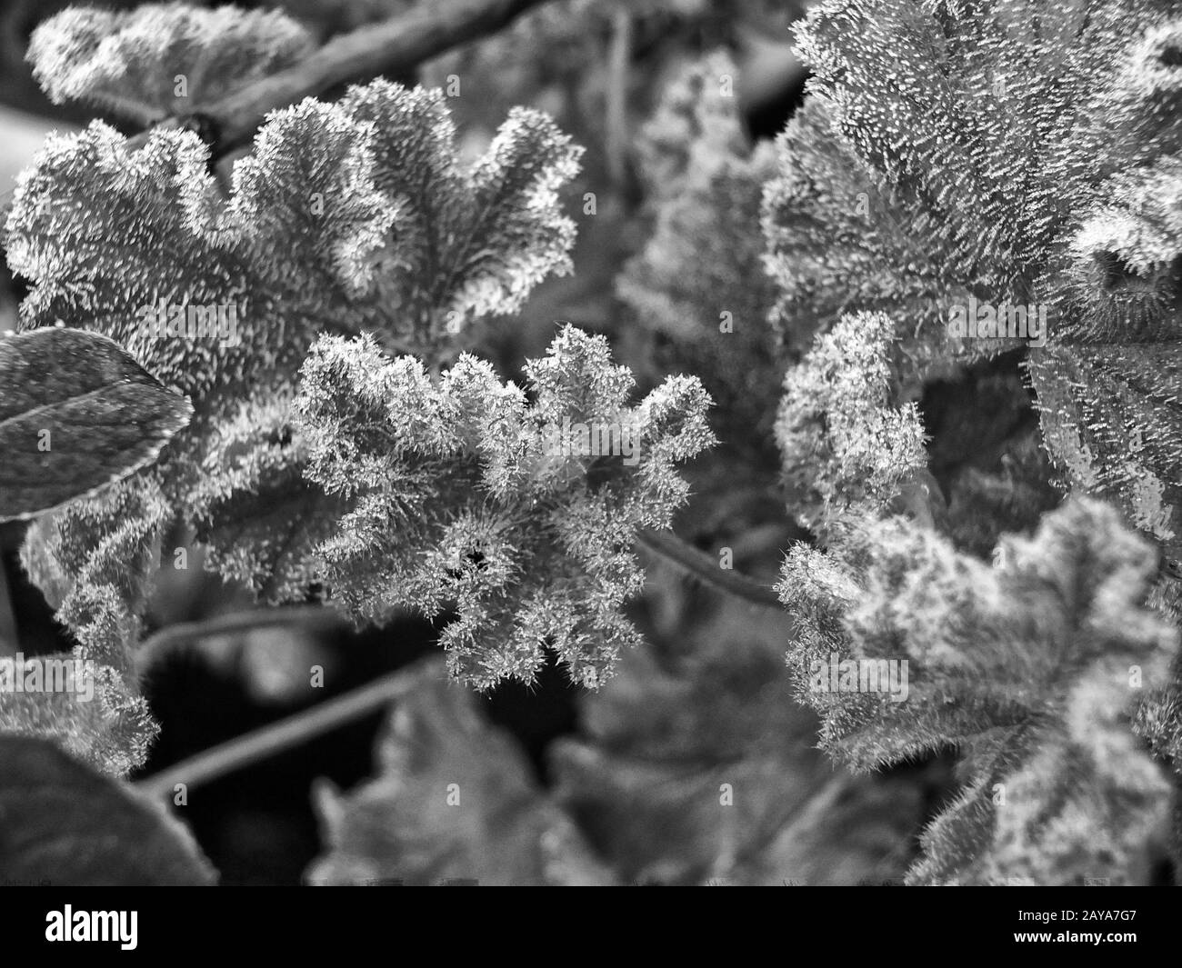 Monochrome Makro-Nahaufnahme von Frost bildender Eiskristalle auf Blättern an einem Wintermorgen Stockfoto