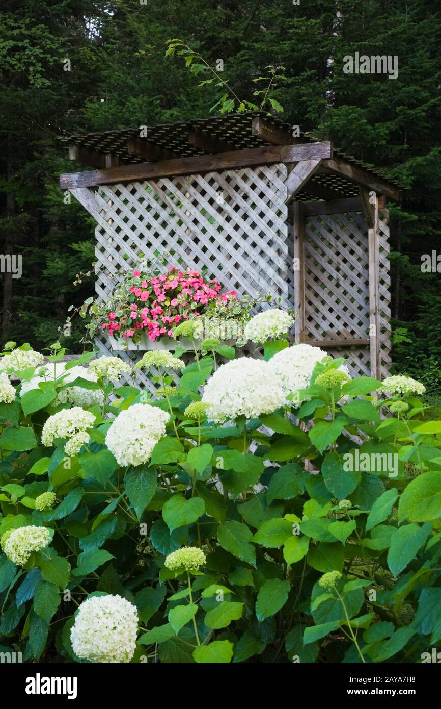 Weiße Hydrangea 'Annabelle' Blumen und Holzgitterarbour, die im Sommer mit einer Schachtel mit gepflanzten pinkfarbenen Impatiens im Hinterhof-Landgarten dekoriert ist. Stockfoto