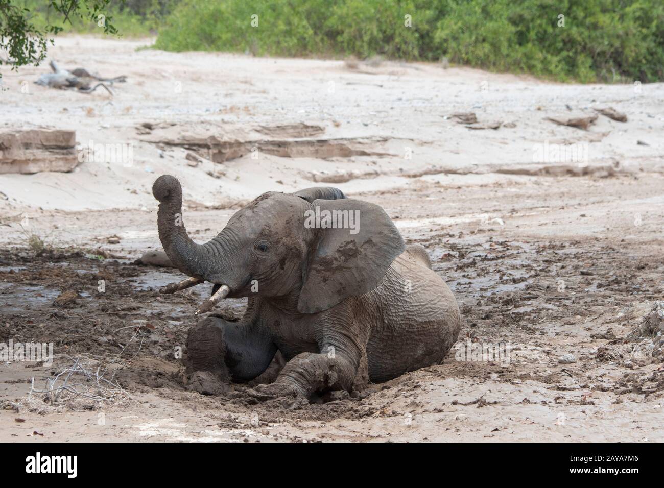 Ein afrikanischer Elefant (Loxodonta africana) genießt ein Schlammbad, nachdem er im Huanib-River-Tal im nördlichen Damaraland/Kaokoland, Namibia geregnet hat. Stockfoto