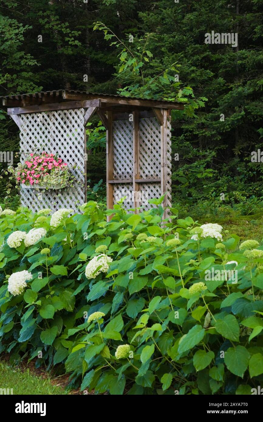 Weiße Hydrangea 'Annabelle' Blumen und Holzgitterarbour, die im Sommer mit einer Schachtel mit gepflanzten pinkfarbenen Impatiens im Hinterhof-Landgarten dekoriert ist. Stockfoto