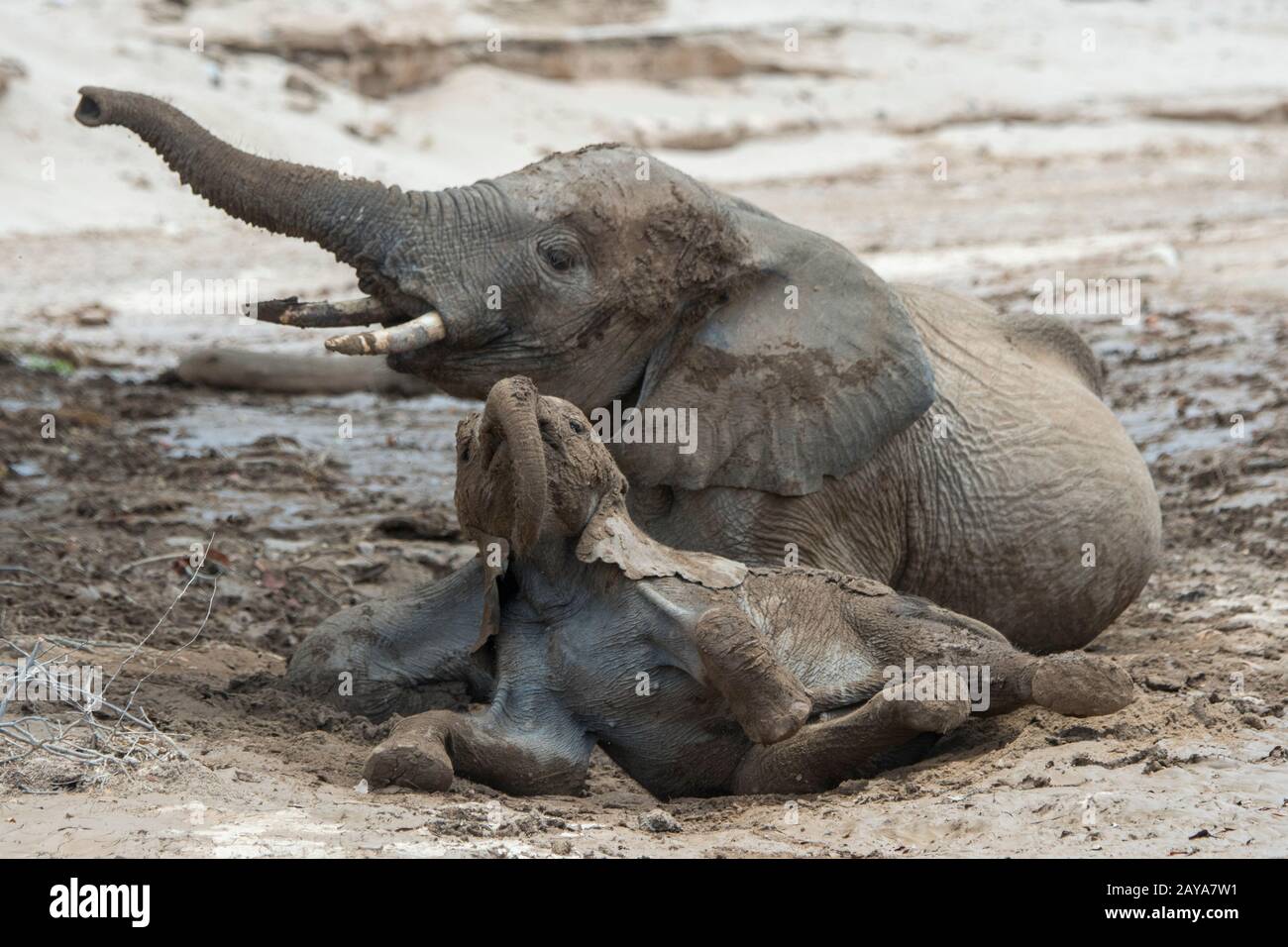 Afrikanischer Elefant (Loxodonta africana) Mutter und Baby, die ein Schlammbad genießen, nachdem es im Huanib-River-Tal im nördlichen Damaraland/Kaokoland geregnet hat, Stockfoto