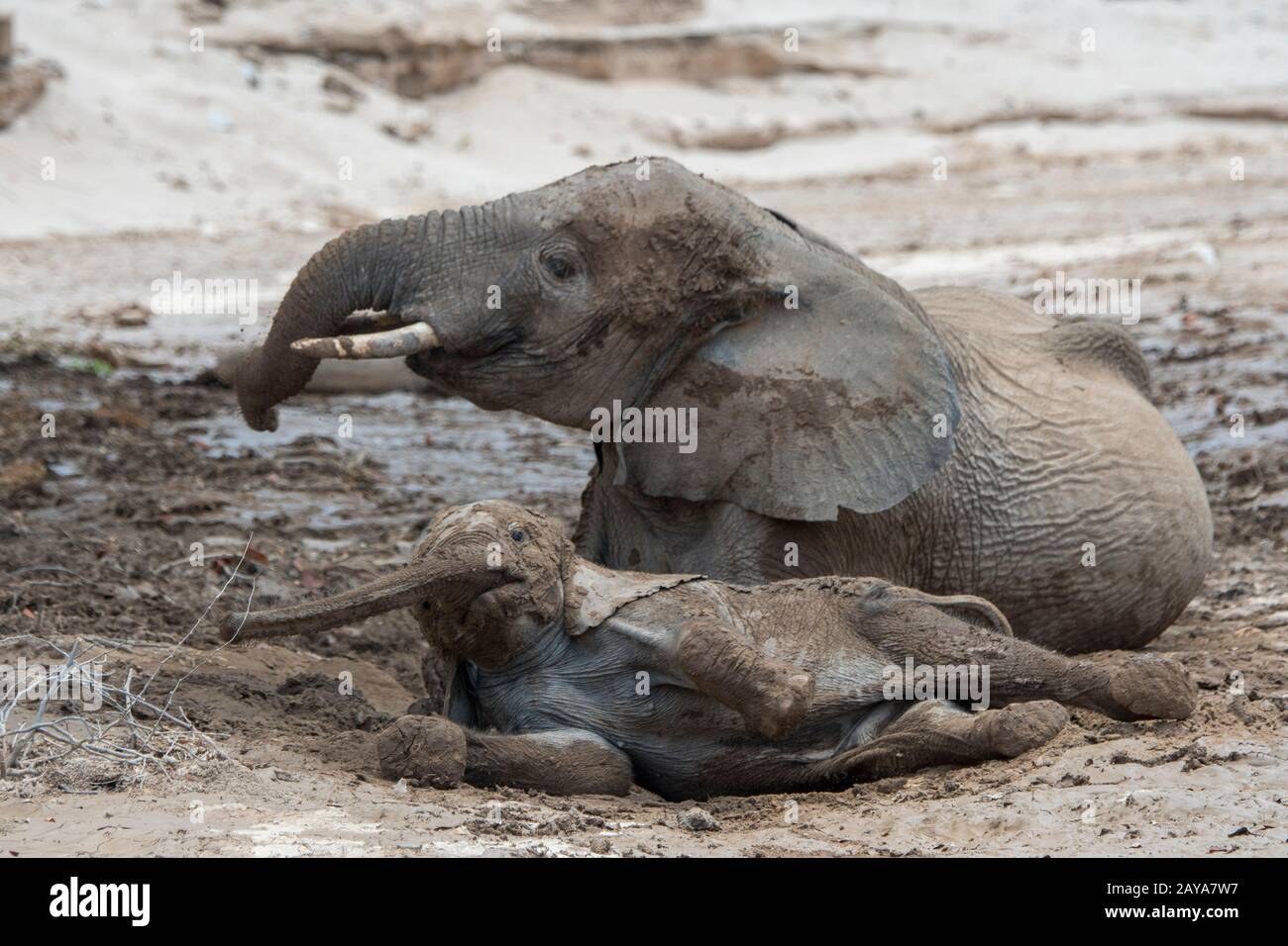 Afrikanischer Elefant (Loxodonta africana) Mutter und Baby, die ein Schlammbad genießen, nachdem es im Huanib-River-Tal im nördlichen Damaraland/Kaokoland geregnet hat, Stockfoto