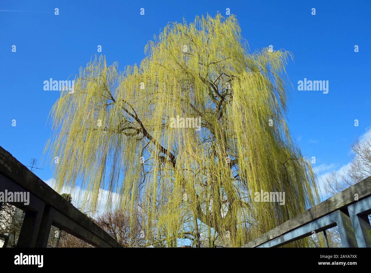 Weinende Weide im Bad oldesloe Stockfoto