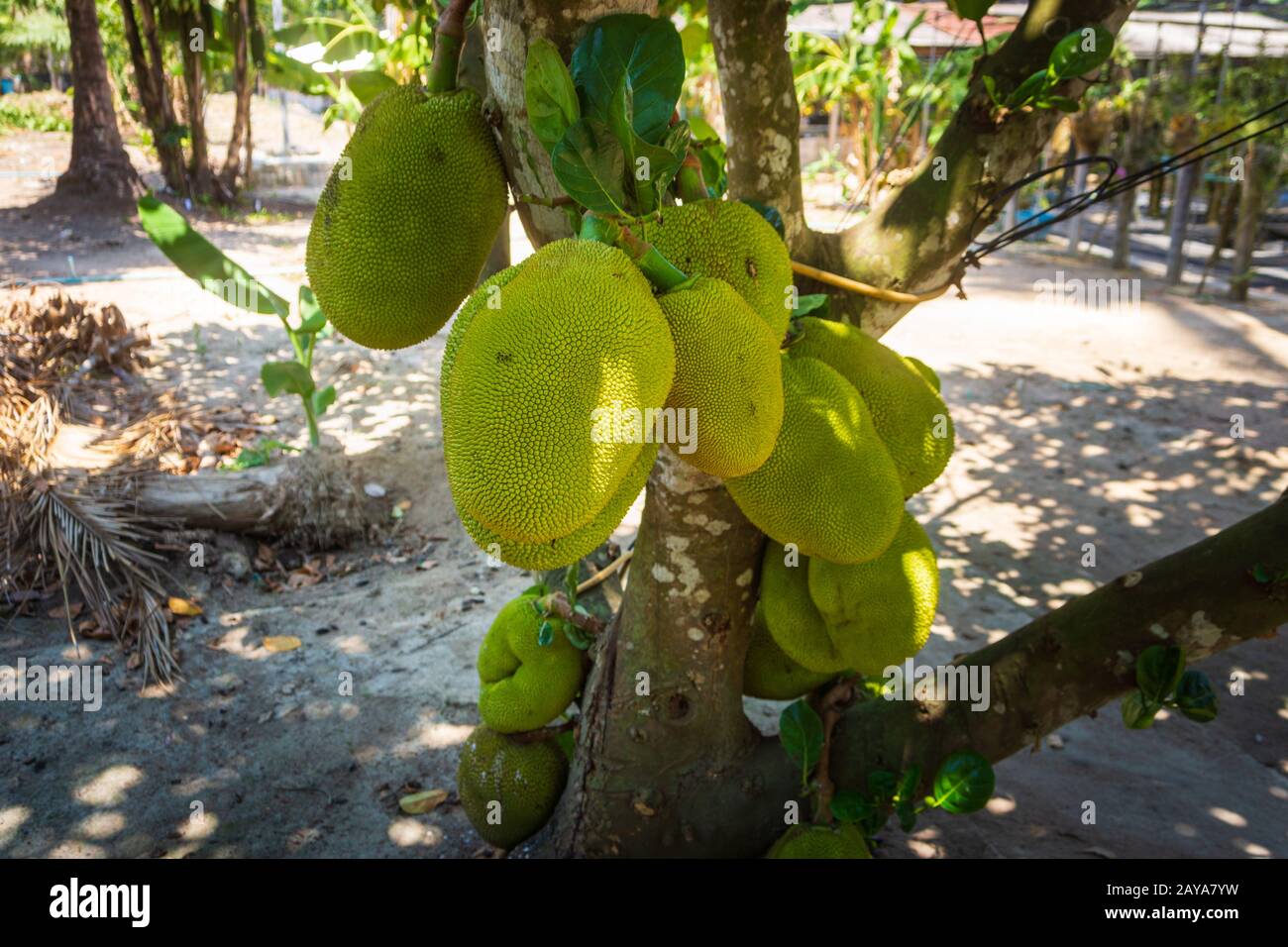 Frische Durier auf Baum, durische Plantage in Thailand Stockfoto