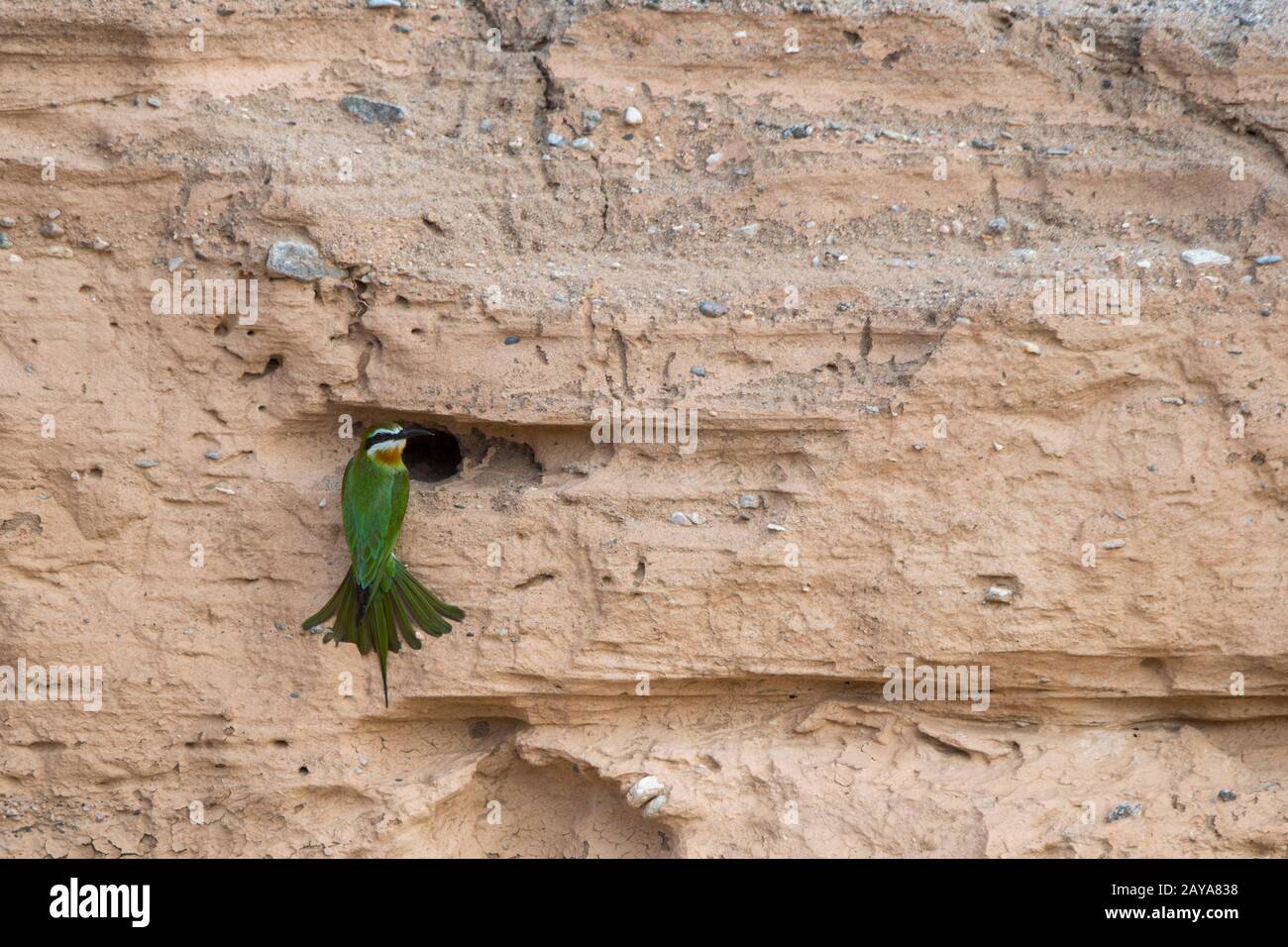 Ein Olivenbien-Esser oder ein madagassischer Bienenfresser (Merops superciliosus) an einem Nistloch am Ufer des Huanib River Valley im Norden Damaralands/Kaok Stockfoto