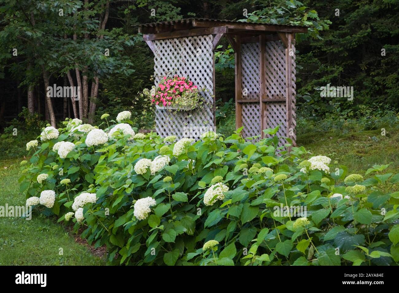 Weiße Hydrangea 'Annabelle'-Blumen mit Holzgitterarbour, dekoriert mit Schachtel aus bepflanzten pinkfarbenen Impatiens und Quercus - Eiche Bäume im Garten im Hinterhof Stockfoto