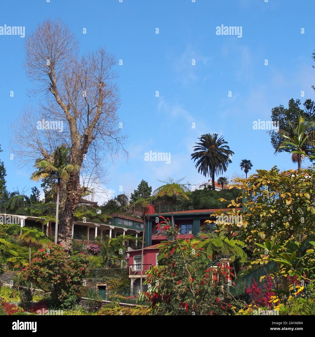 Lebhafte grüne tropische Pflanzen und Bäume mit bunten Gebäuden in monte oberhalb von funchal auf madeira mit einem hellen, sonnenbeleuchteten Himmel Stockfoto