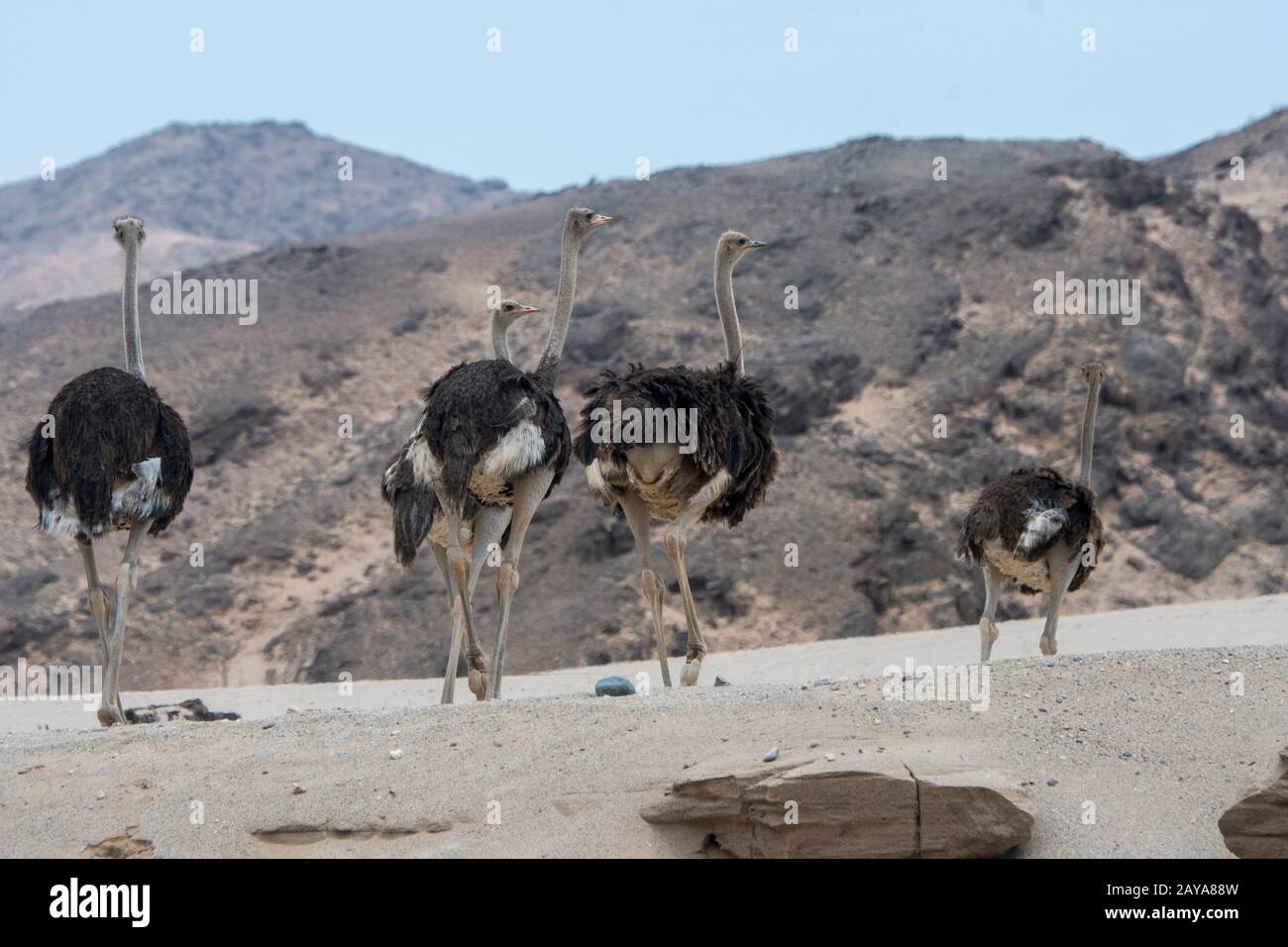 Eine Gruppe von Straucheln (Struthio camelus) im Huanib River Valley im nördlichen Damaraland/Kaokoland, in Namibia. Stockfoto