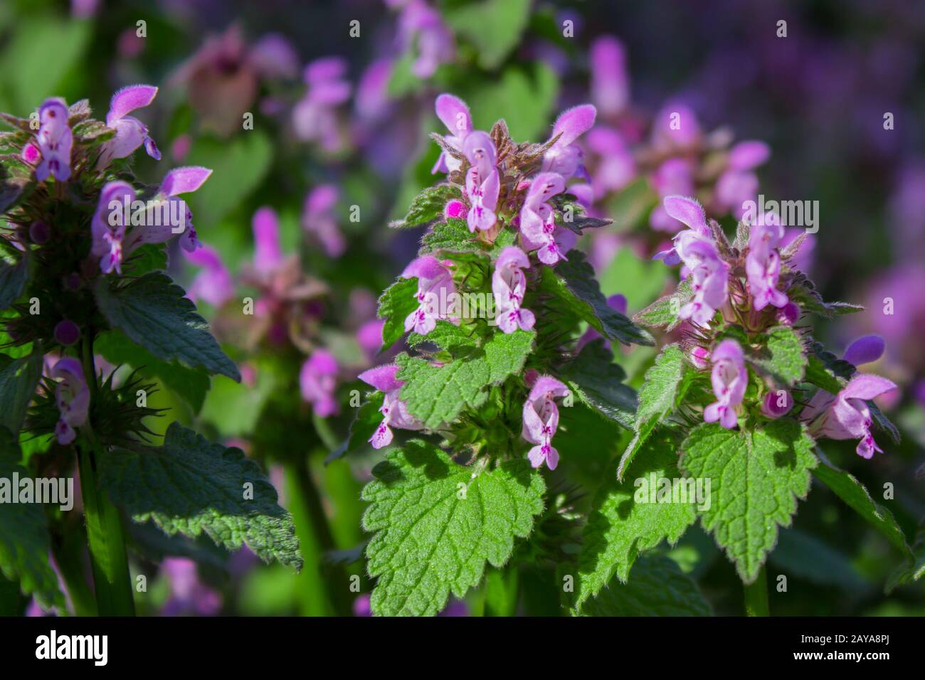 "Purple Dragon Dead Nettle", Lamium maculatum "Purple Dragon" Stockfoto