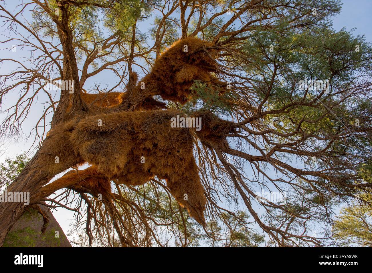 Das Riesennest geselliger Webervögel (Philetairus socius) in einem Baum im Sossusvlei-Gebiet, im Namb-Naukluft-Nationalpark in Namibia. Stockfoto