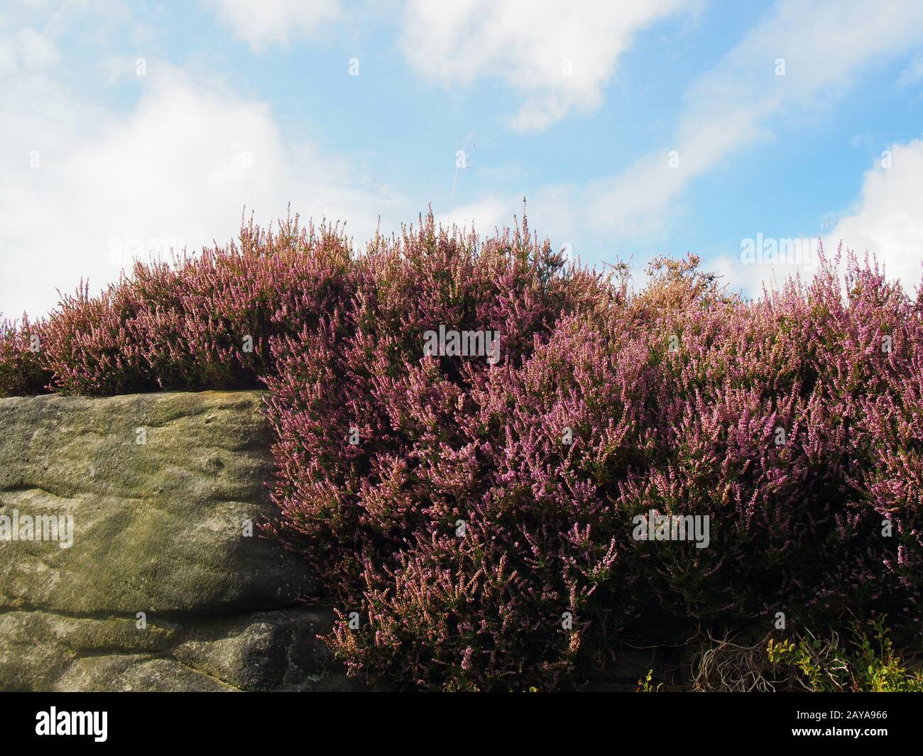 Violett blühende Heidekraut, die auf einem Felsbrocken in den yorkshire Mooren mit einem blauen, hell bewölkten Himmel wächst Stockfoto