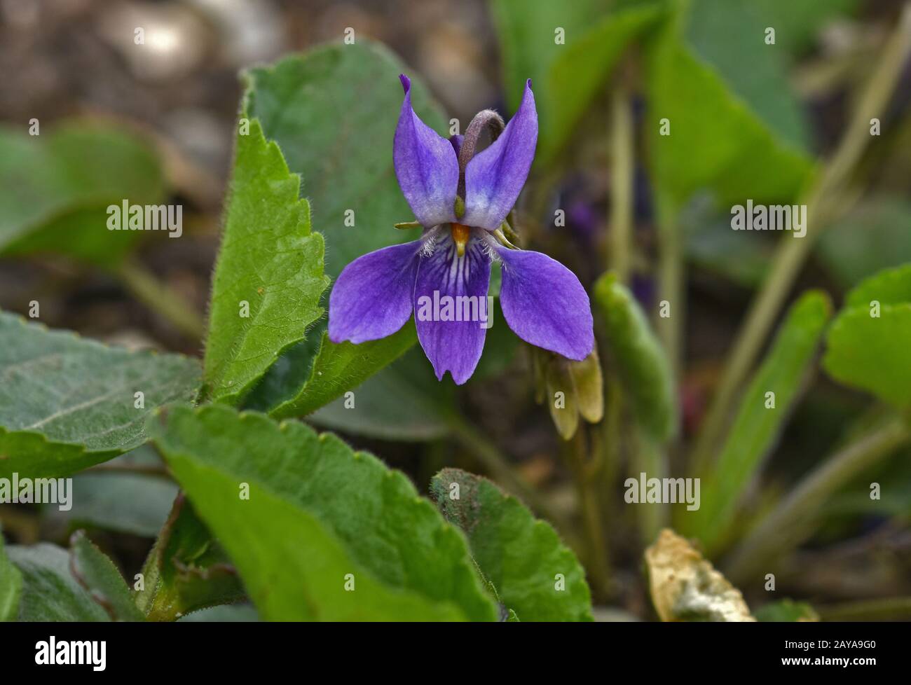 Frühhundviolett, Holzhund violett, violett, blasses Holzviolett, schlankes Holzviolett Stockfoto