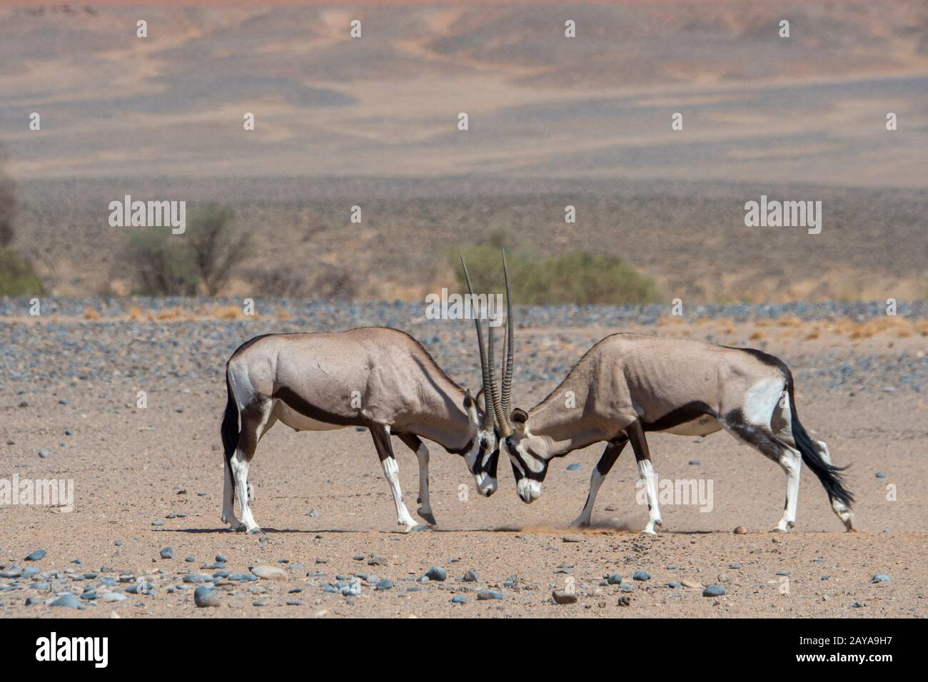 Zwei männliche südafrikanische Oryxe (Oryx gazellaat), auch Gemsbok oder Gemsbuck genannt, kämpfen in der Wüstenlandschaft von Sossusvlei, Namib-Naukluft-Nation Stockfoto