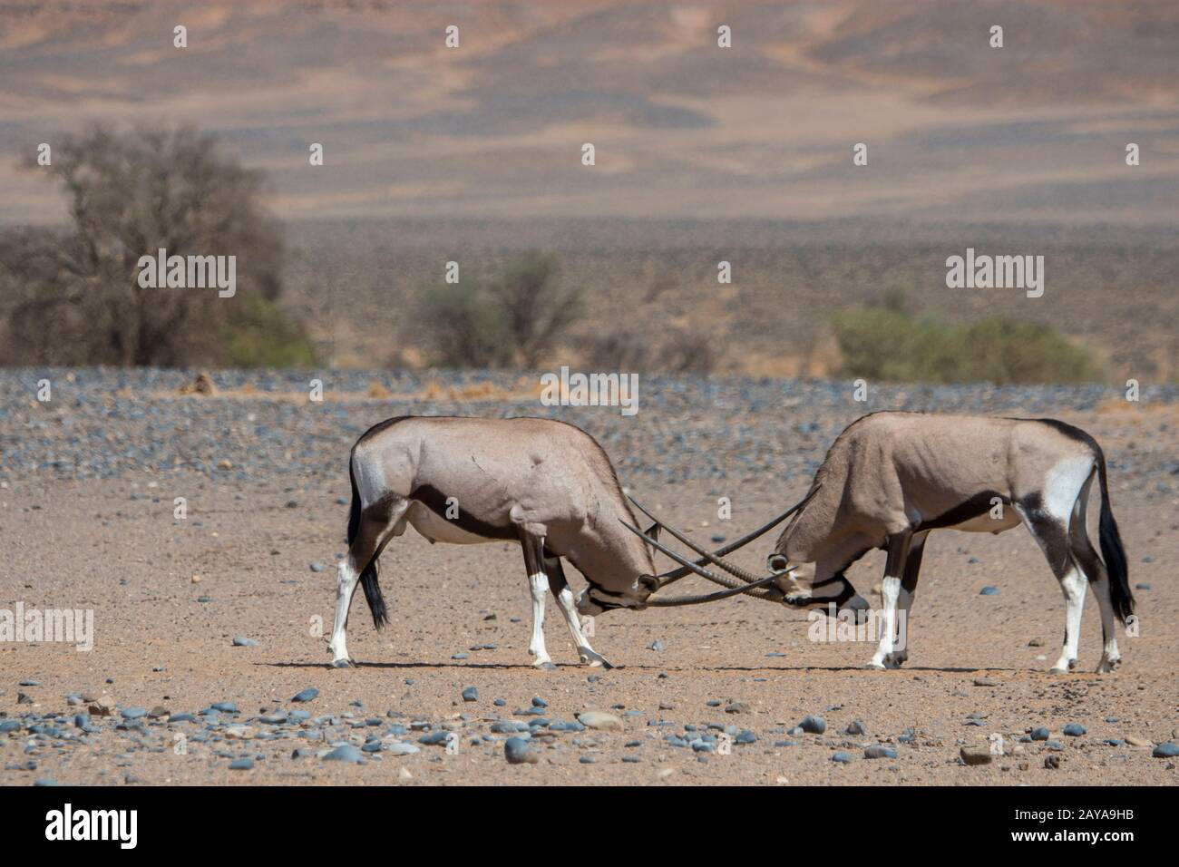 Zwei männliche südafrikanische Oryxe (Oryx gazellaat), auch Gemsbok oder Gemsbuck genannt, kämpfen in der Wüstenlandschaft von Sossusvlei, Namib-Naukluft-Nation Stockfoto