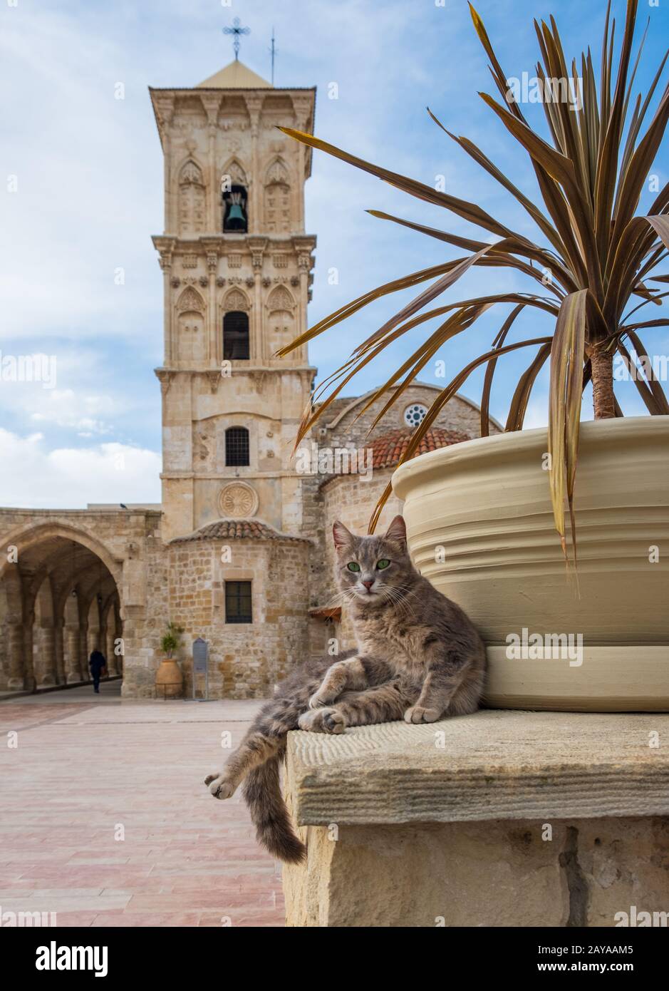 Katze im Hof der St. Lazarus-Kirche in Larnaka, Zypern starrt auf die Kamera Stockfoto