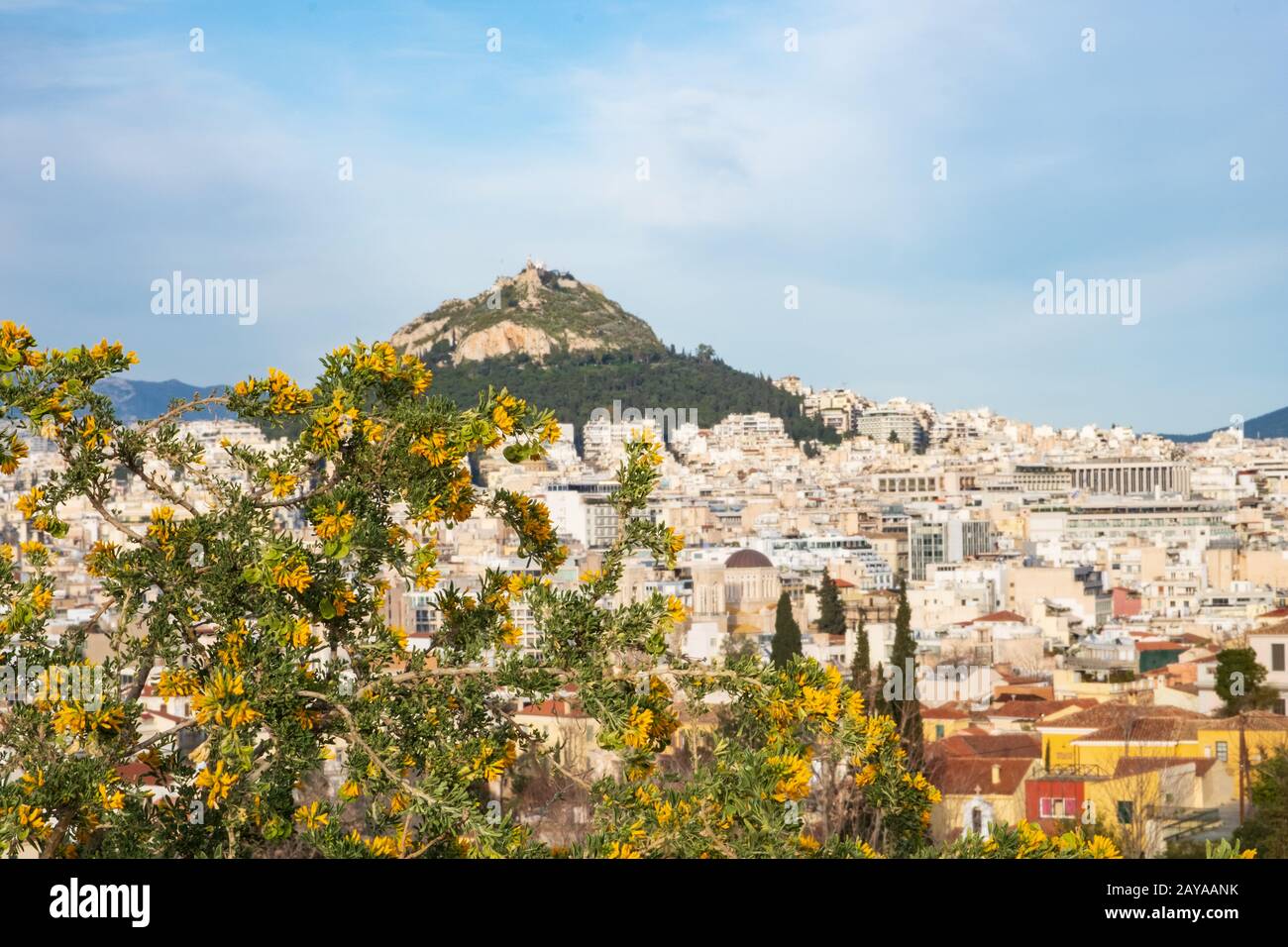 Blühender Baum (im Fokus) gegen das Stadtbild Athens und den Lykavitos-Hügel (außerhalb des Fokus) in Athen, Griechenland. Stockfoto