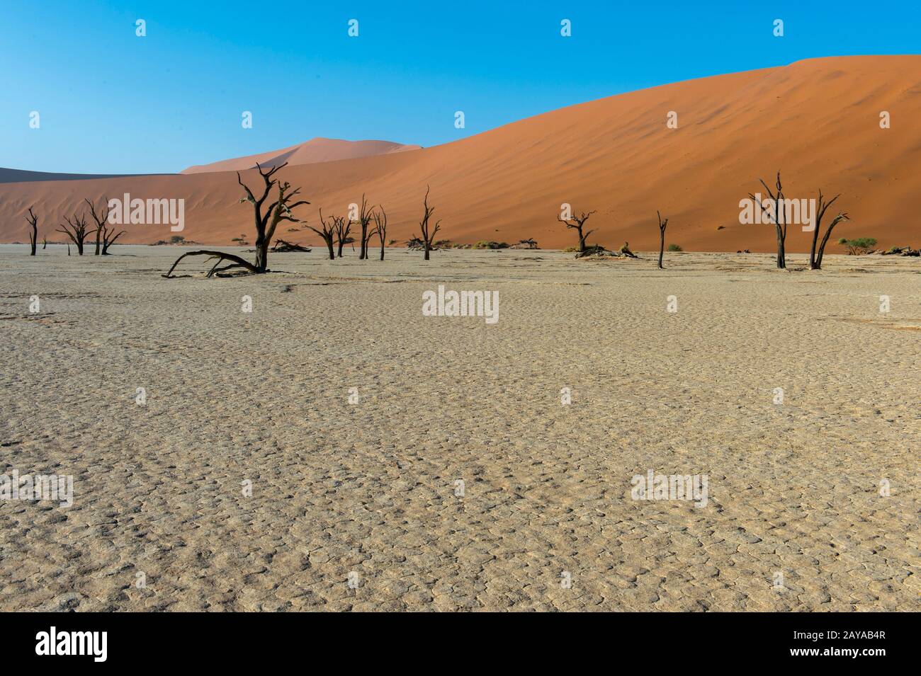 Die Landschaft von Deadvlei, einer Tonpfanne, die sich durch dunkle, tote Kameldornbäume auszeichnet, kontrastierte gegen den weißen Pfannenboden, der sich in Sossusvlei-Gebiet befindet Stockfoto