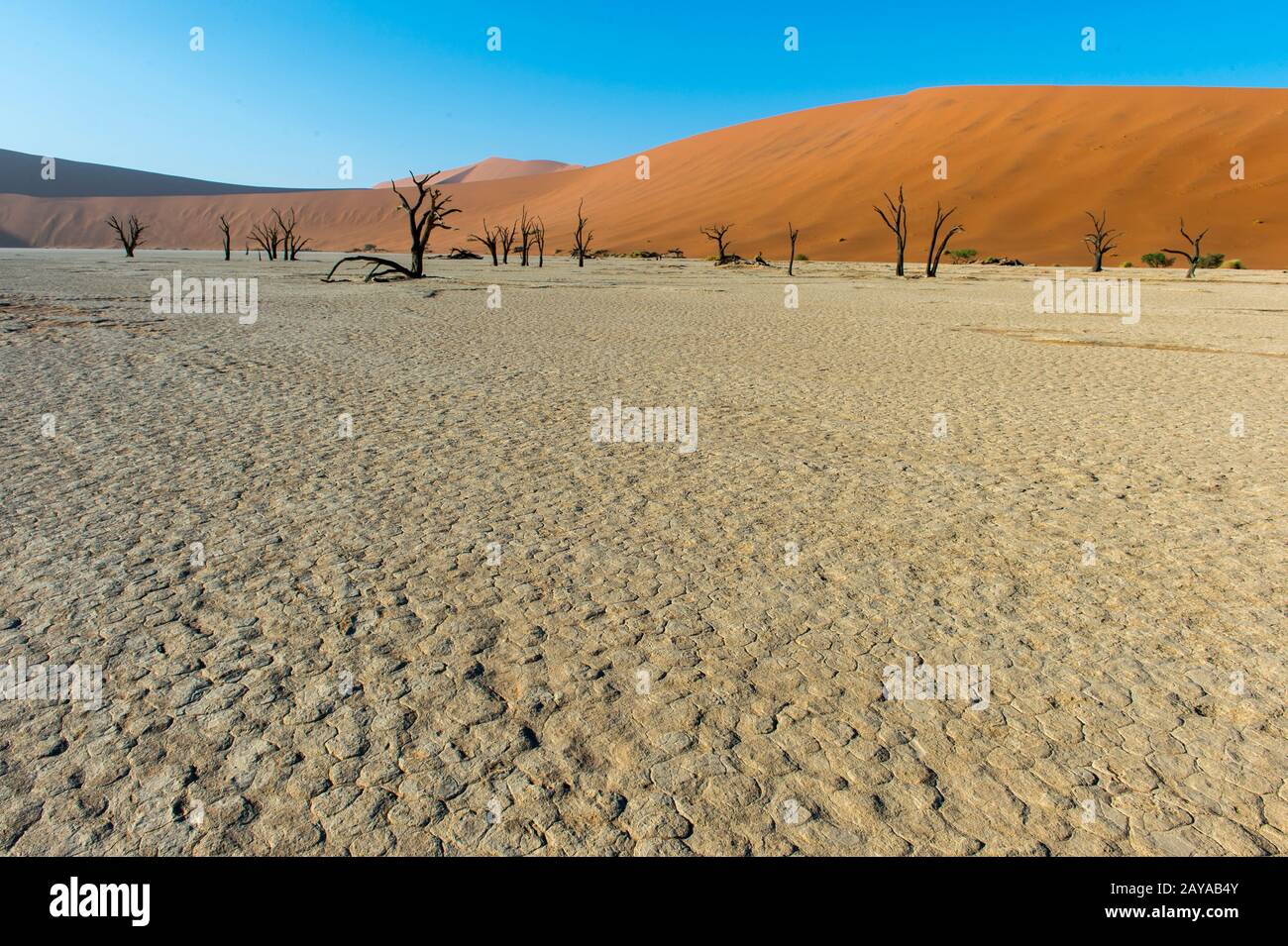 Die Landschaft von Deadvlei, einer Tonpfanne, die sich durch dunkle, tote Kameldornbäume auszeichnet, kontrastierte gegen den weißen Pfannenboden, der sich in Sossusvlei-Gebiet befindet Stockfoto