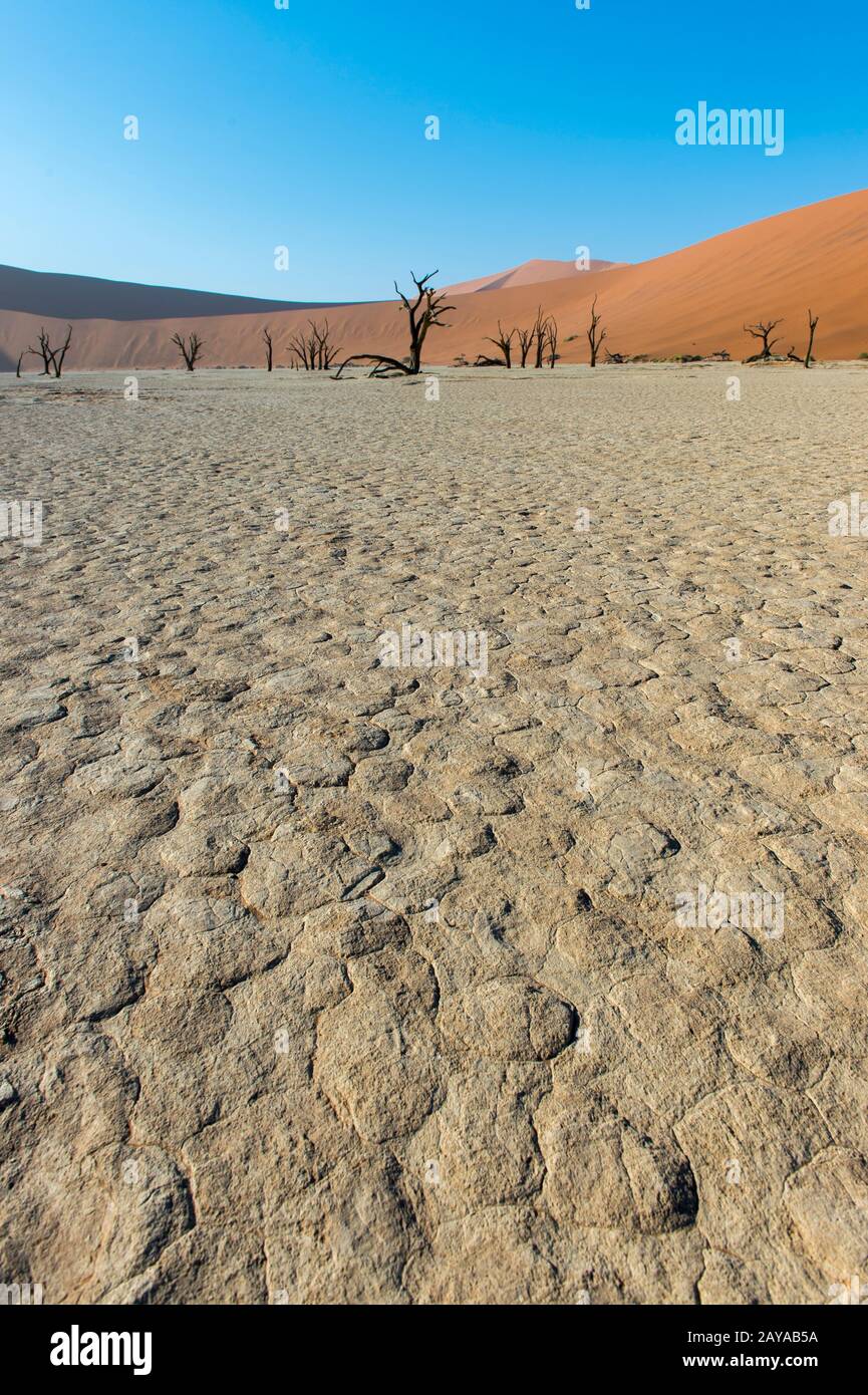Die Landschaft von Deadvlei, einer Tonpfanne, die sich durch dunkle, tote Kameldornbäume auszeichnet, kontrastierte gegen den weißen Pfannenboden, der sich in Sossusvlei-Gebiet befindet Stockfoto