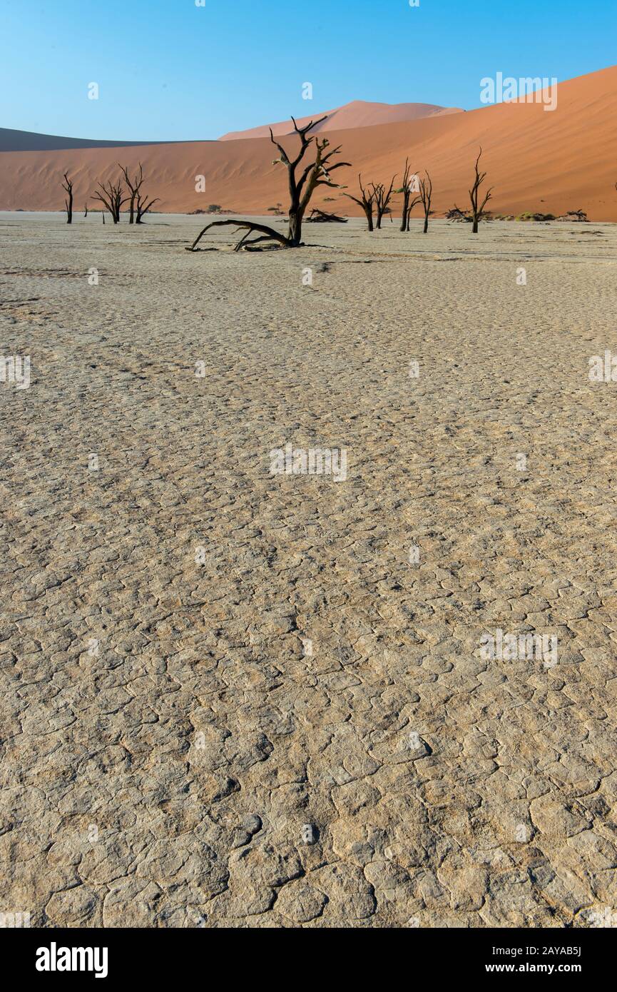 Die Landschaft von Deadvlei, einer Tonpfanne, die sich durch dunkle, tote Kameldornbäume auszeichnet, kontrastierte gegen den weißen Pfannenboden, der sich in Sossusvlei-Gebiet befindet Stockfoto