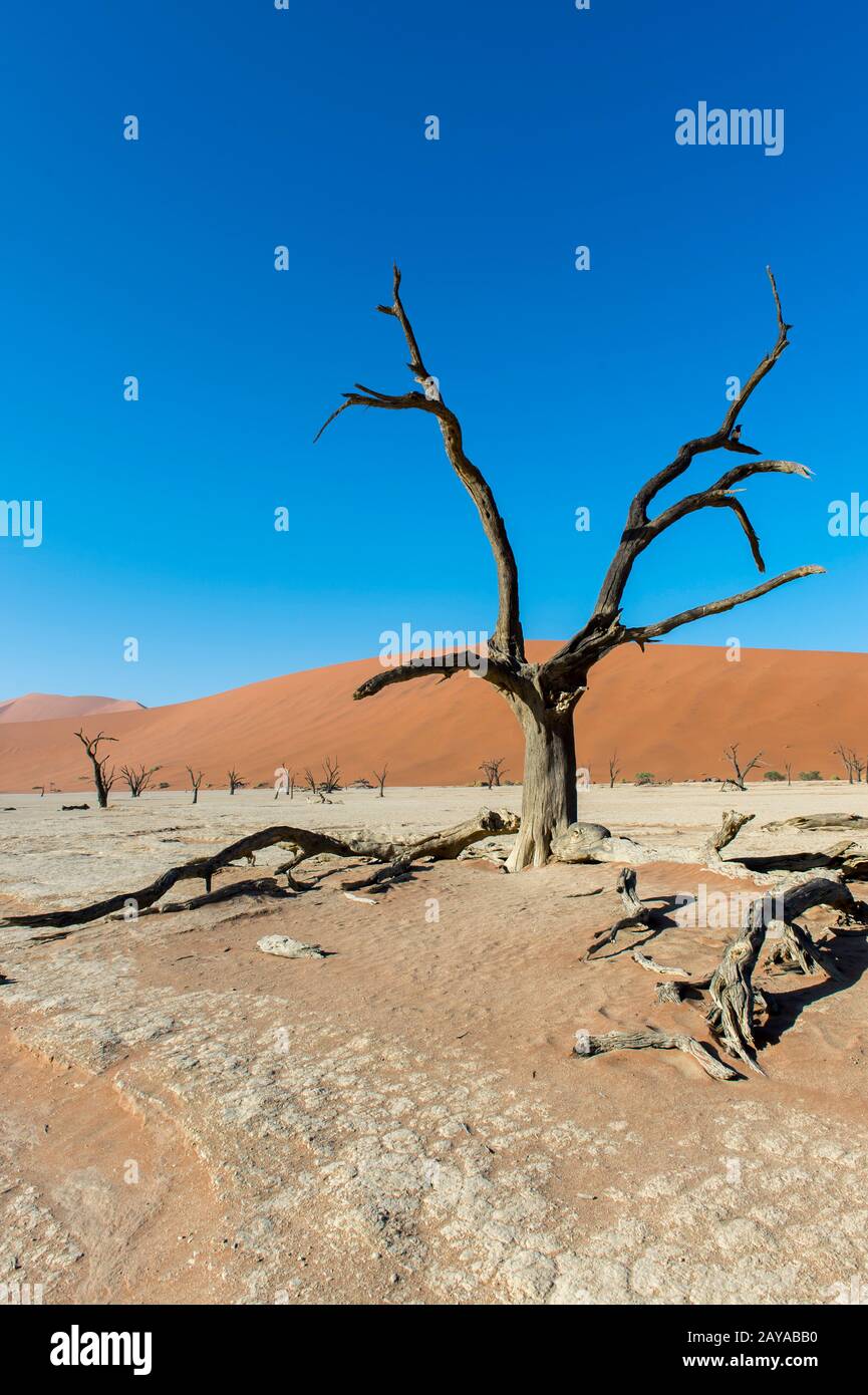 Tote Kameldornbäume in der Tonpfanne von Deadvlei, die sich in der Gegend von Sossusvlei befindet, im Namb-Naukluft-Nationalpark in Namibia. Stockfoto