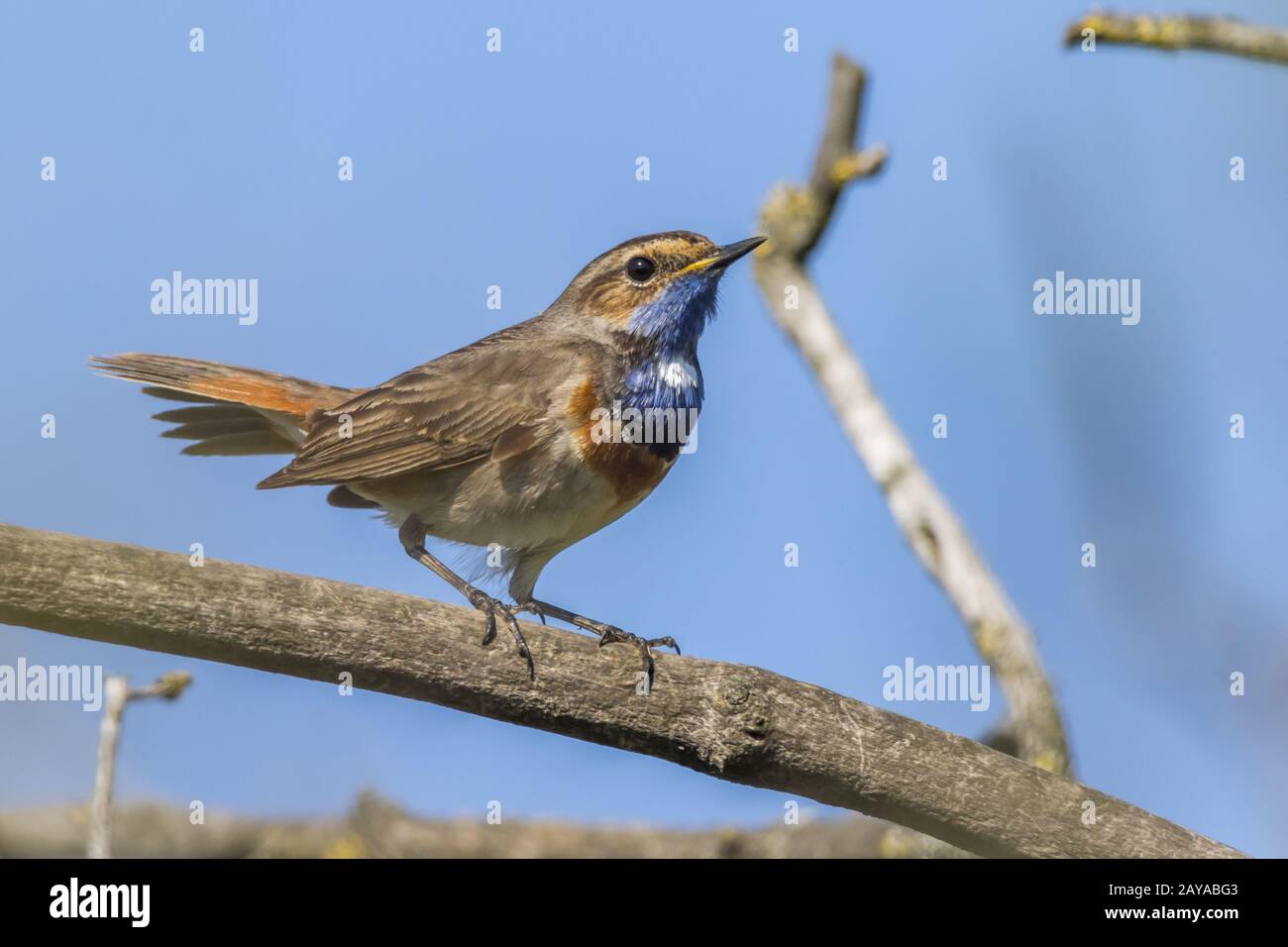 Weiß gefleckten Blaukehlchen (Luscinia Svecica) Stockfoto