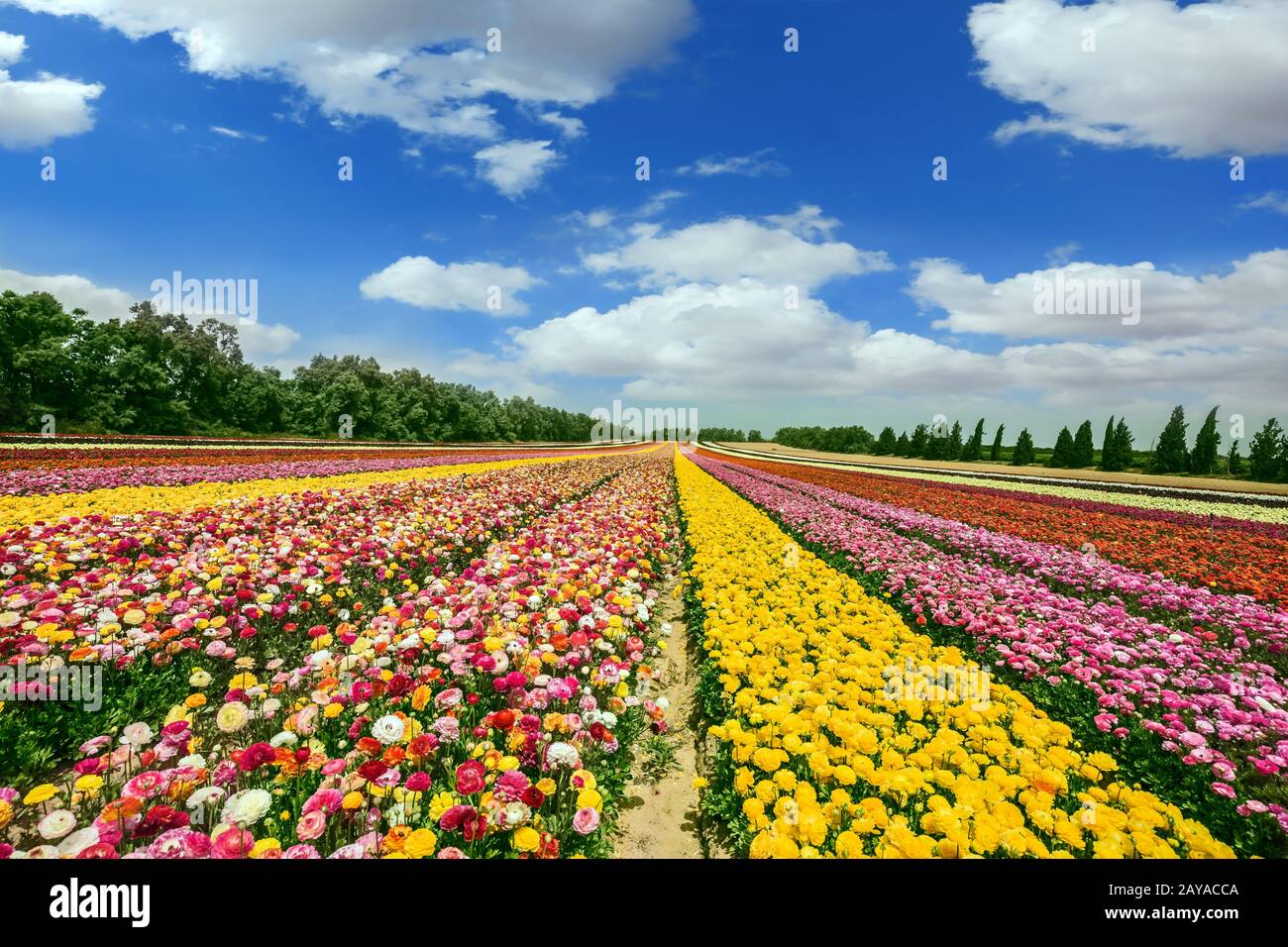 Blume an der Grenze zum Gazastreifen Stockfoto