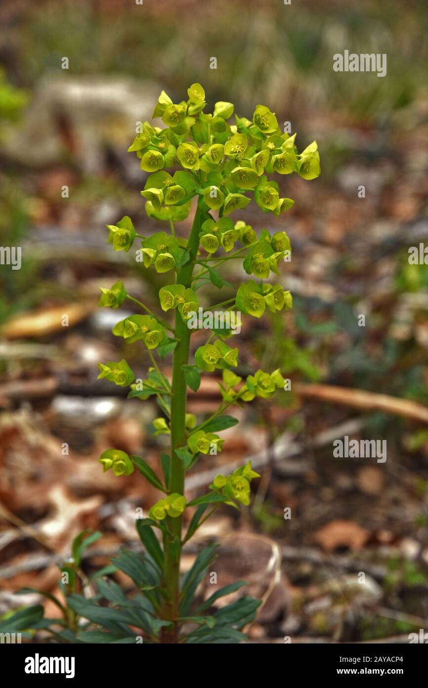 goldener Glanzdrang, orangefarbener Hain-Drang, Robbs Euphorbia, Holzdrang, Stockfoto