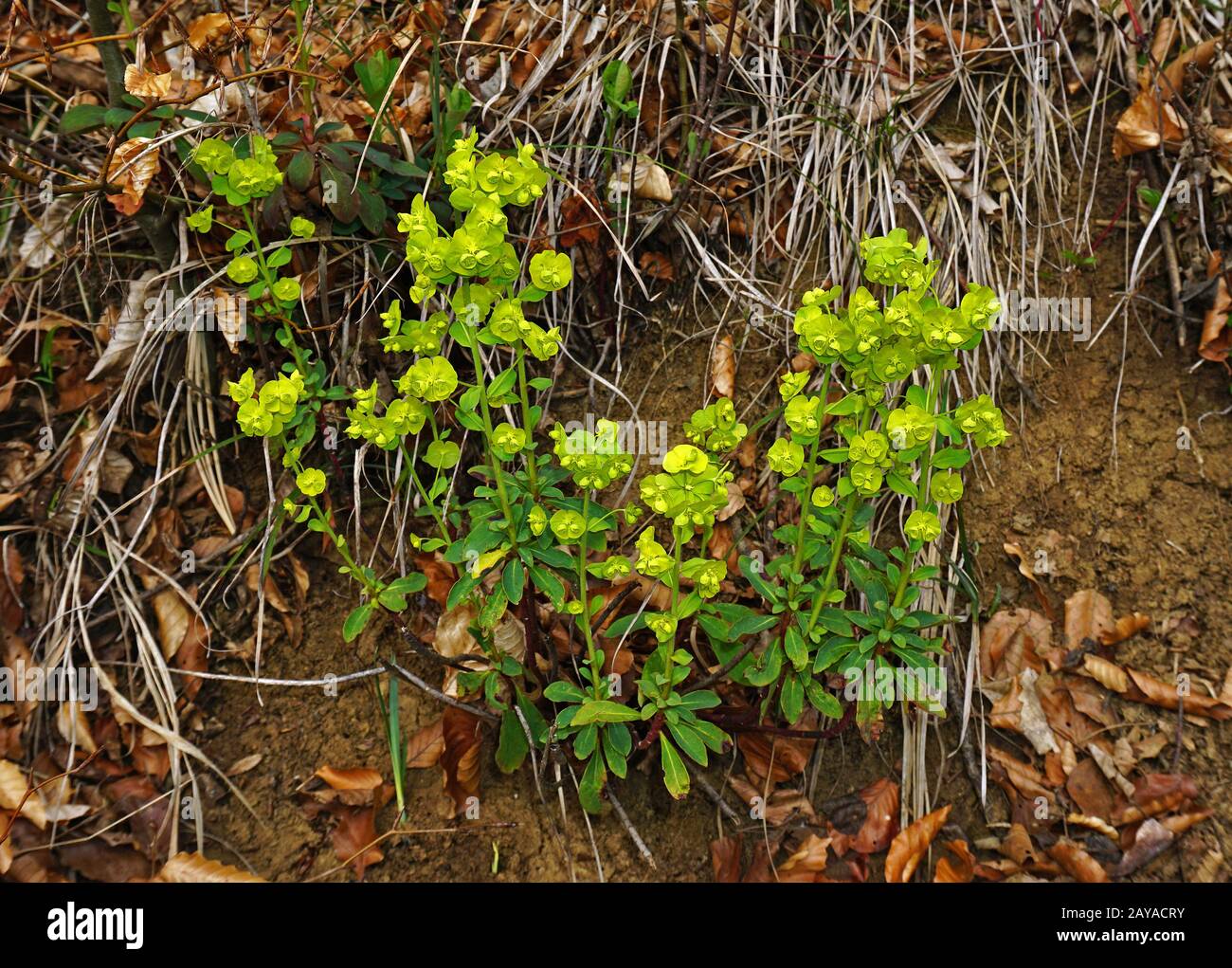 goldener Ruhm, Mrs Robbs Motorhaube, orangefarbener Waldenspusch, Robbs Euphorbia, Holzspuppe, Stockfoto