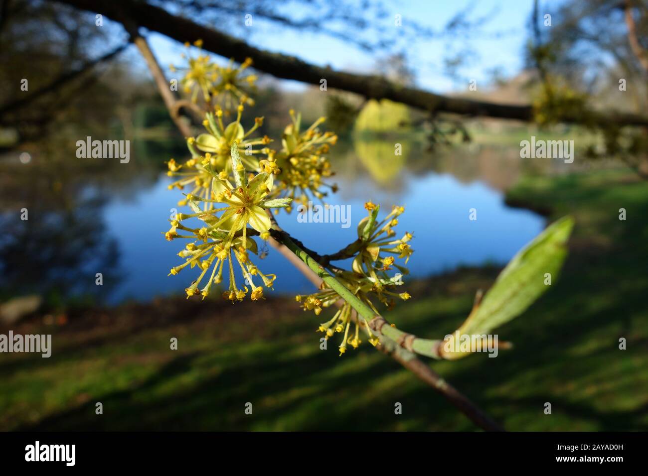 Ahorn im Frühjahr Stockfoto