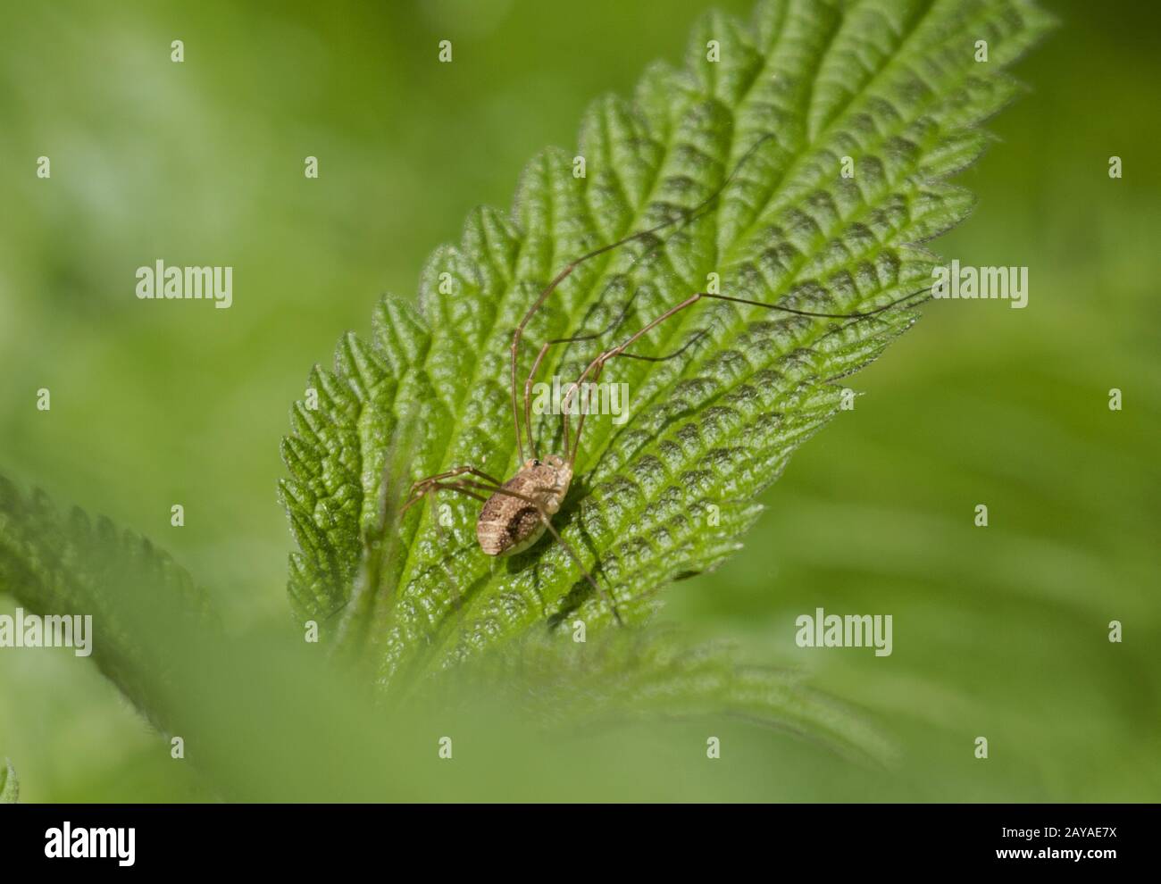 Arachnid, Rheinland, Deutschland Stockfoto