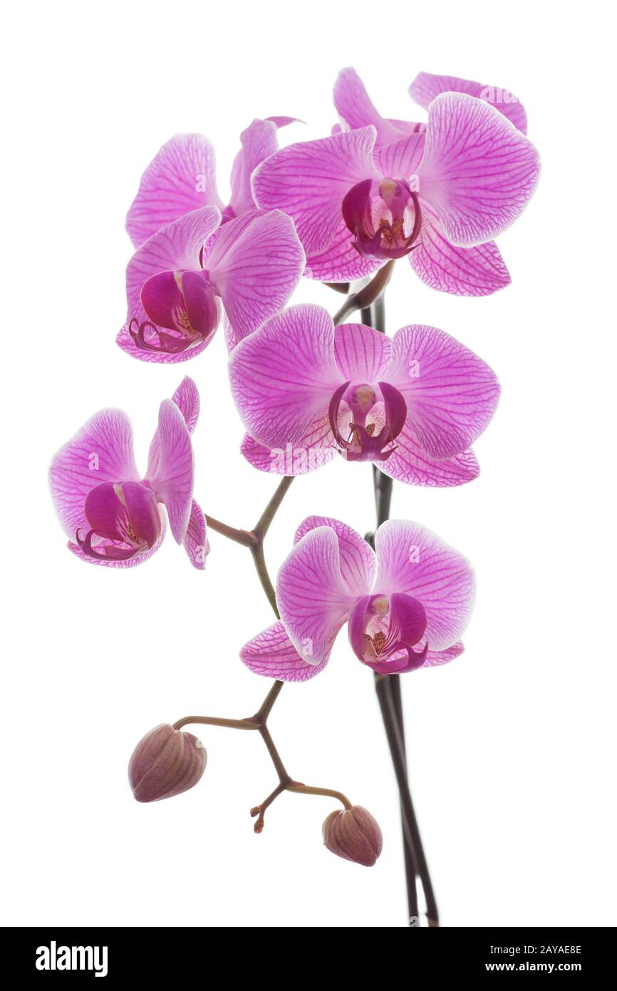 Schöne Rosa und Violett Orchidee Pflanze auf einem weißen Hintergrund. Blumigen Duft, Zerbrechlichkeit und Design Konzept. Stockfoto