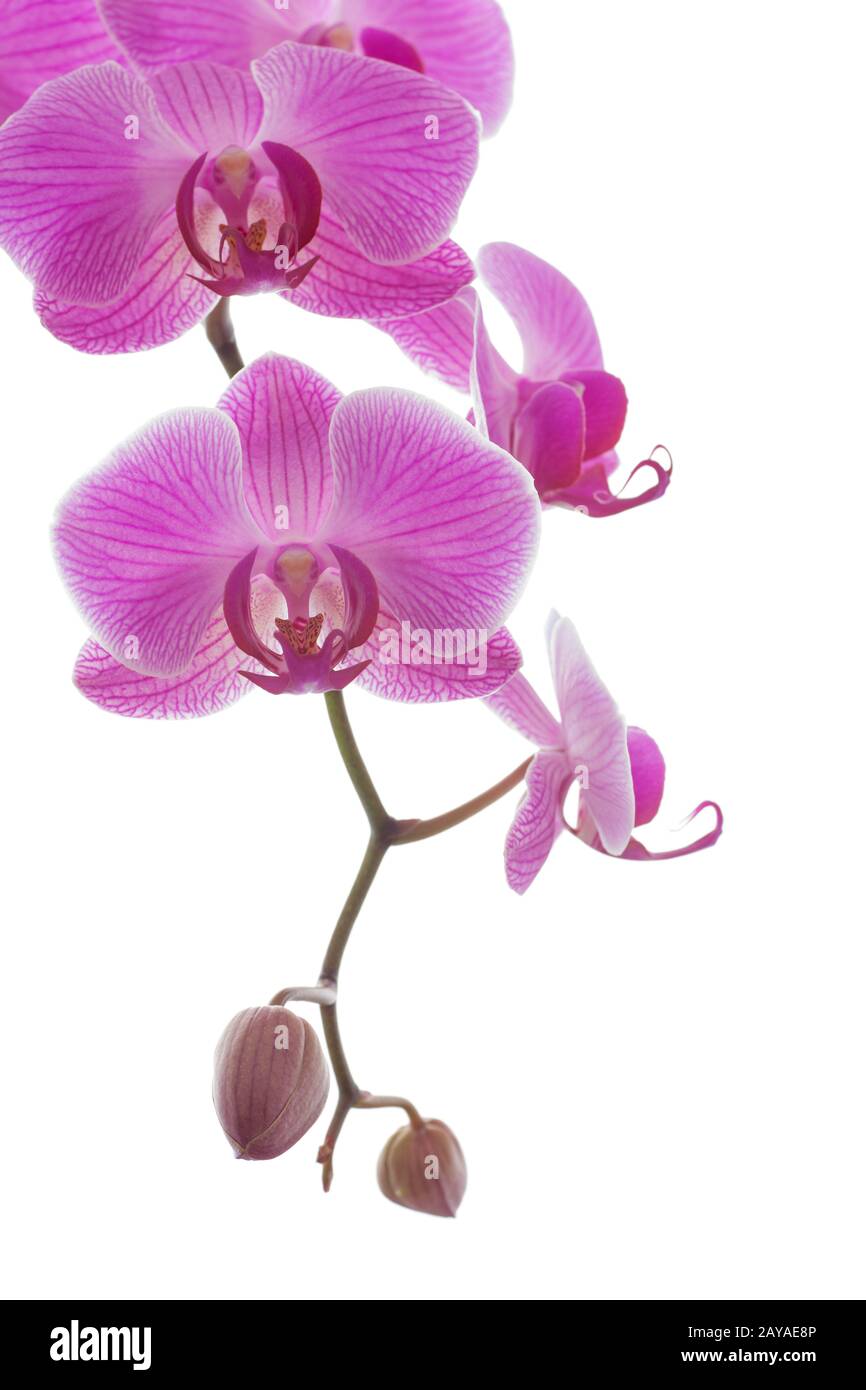 Schöne Rosa und Violett Orchidee Pflanze auf einem weißen Hintergrund. Blumigen Duft, Zerbrechlichkeit und Design Konzept. Stockfoto