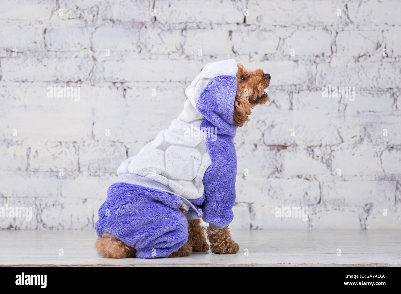 Kleiner lustiger Hund von brauner Farbe mit lockigen Haaren von Spielzeug-Pudel-Rasse posiert in Kleidung für Hunde. Accessoires und Mode Stockfoto