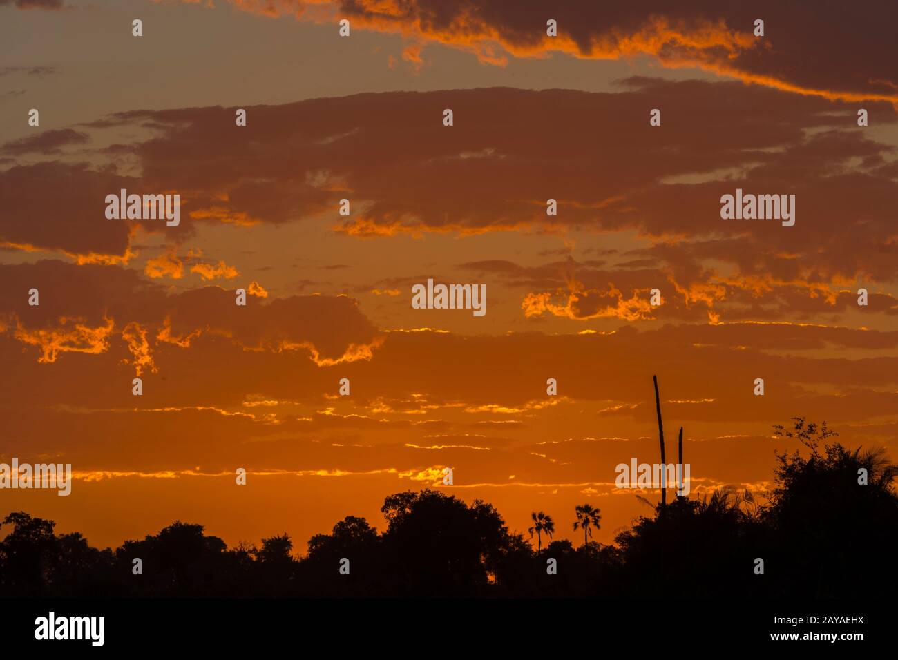 Silhouettierte Bäume bei Sonnenuntergang in der Jao-Konzession, Okavango-Delta in Botswana. Stockfoto