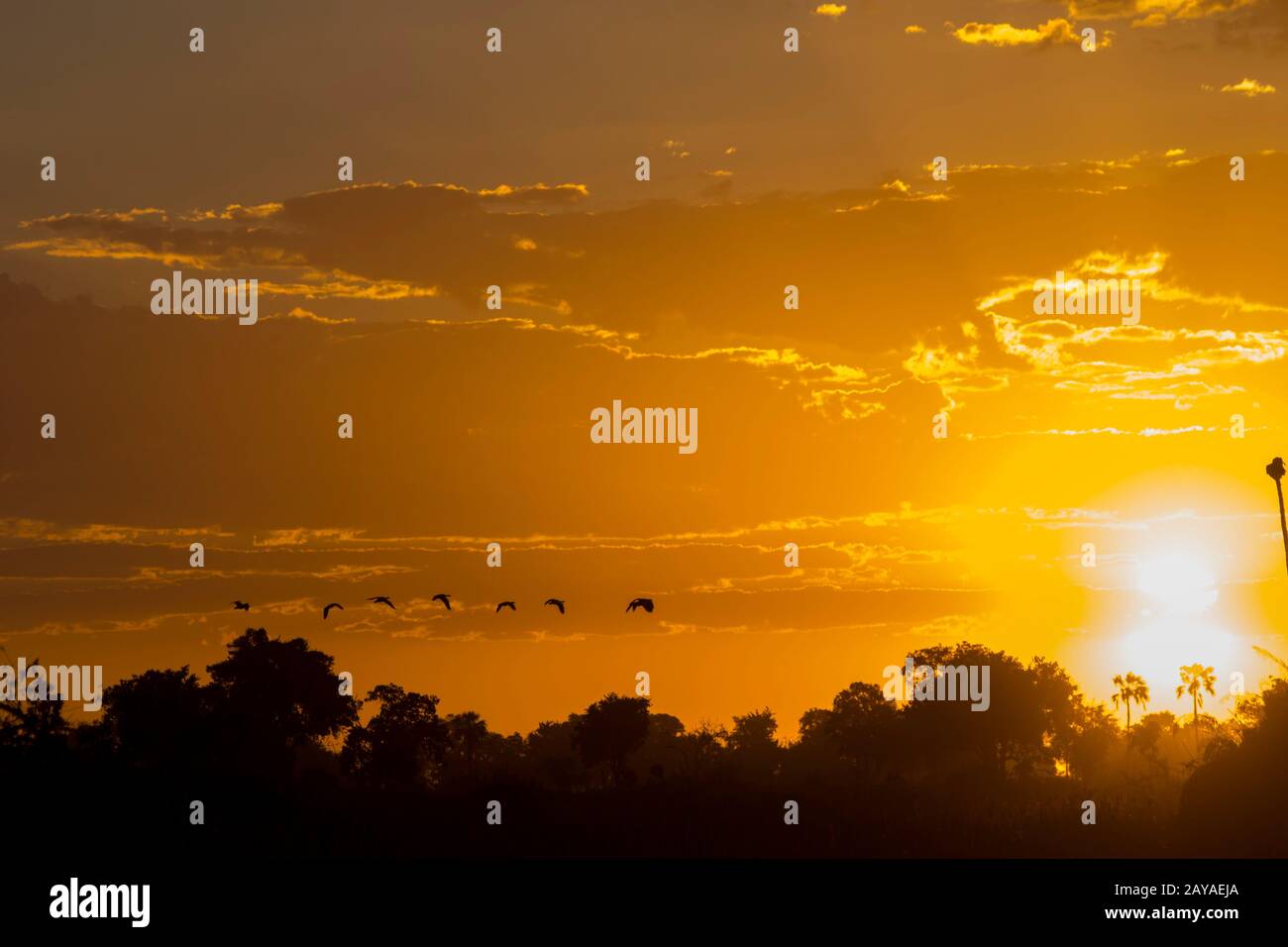 Eine Schar von Sporngänsen (Plectropterus gambensis) fliegt in der Jao-Konzession, Okavango-Delta in Botswana, durch den Sonnenuntergang. Stockfoto