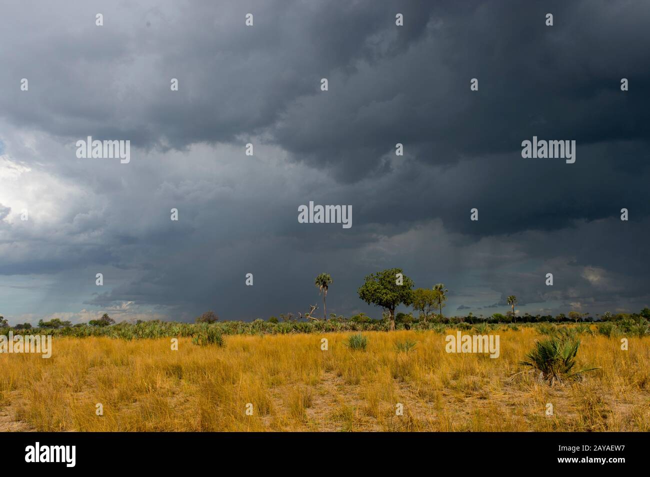 Dunkle Regenwolken über der trockenen Landschaft der Jao-Konzessionen, Okavango-Delta in Botswana. Stockfoto