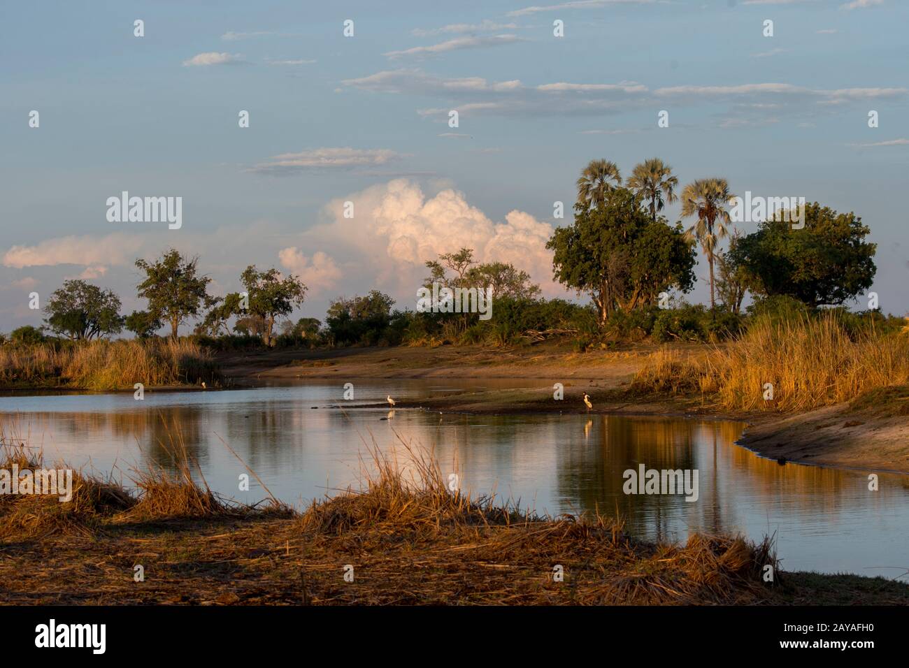 Wasservögel, die auf der Suche nach Nahrung entlang eines Flusses in der Jao Concession, Wildlife, Okavango-Delta in Botswana sind. Stockfoto