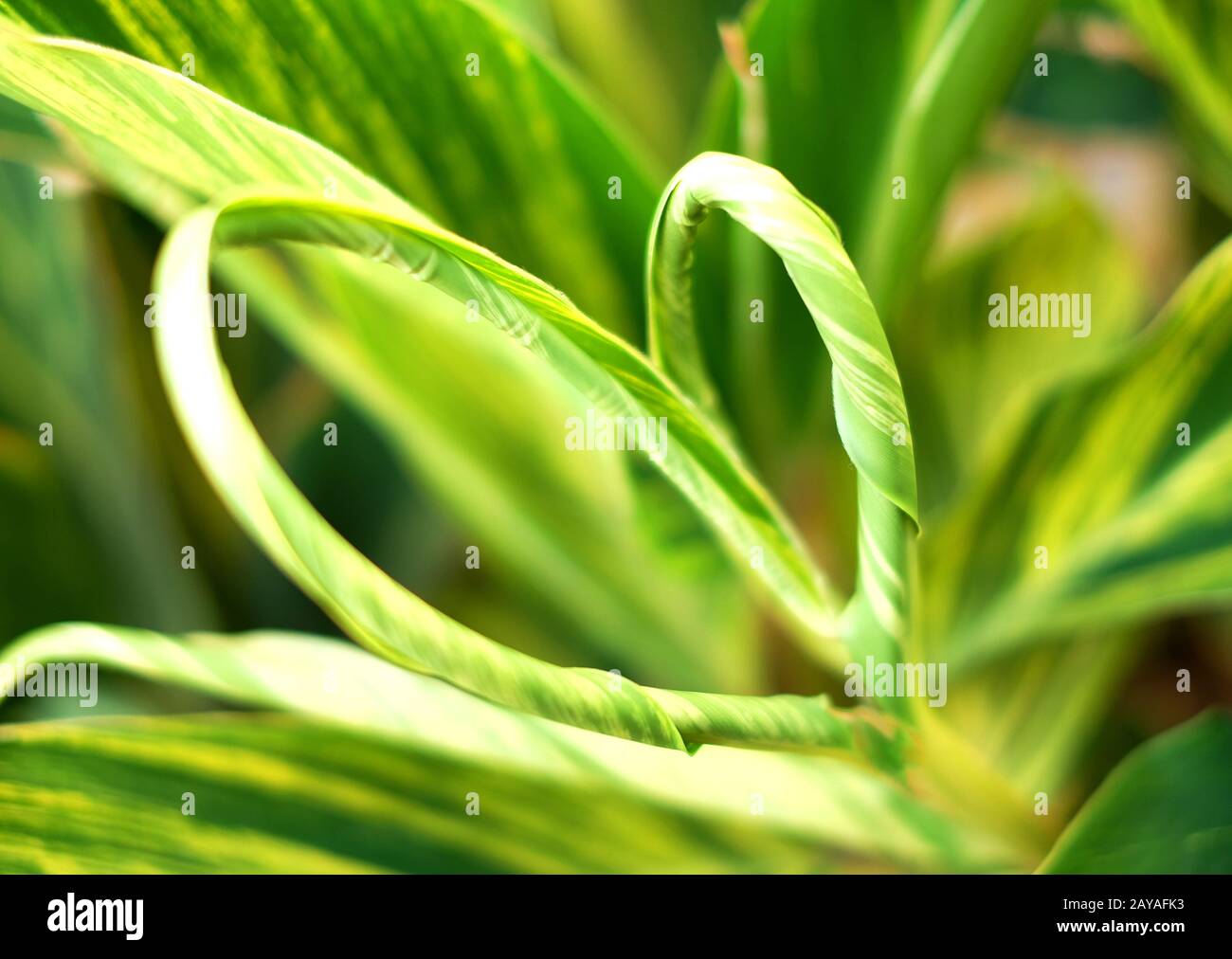 Blumig herzförmiges Element, natürliche grüne Blätter Zusammensetzung, menschliche Emotionen, Liebe in der Natur. Stockfoto