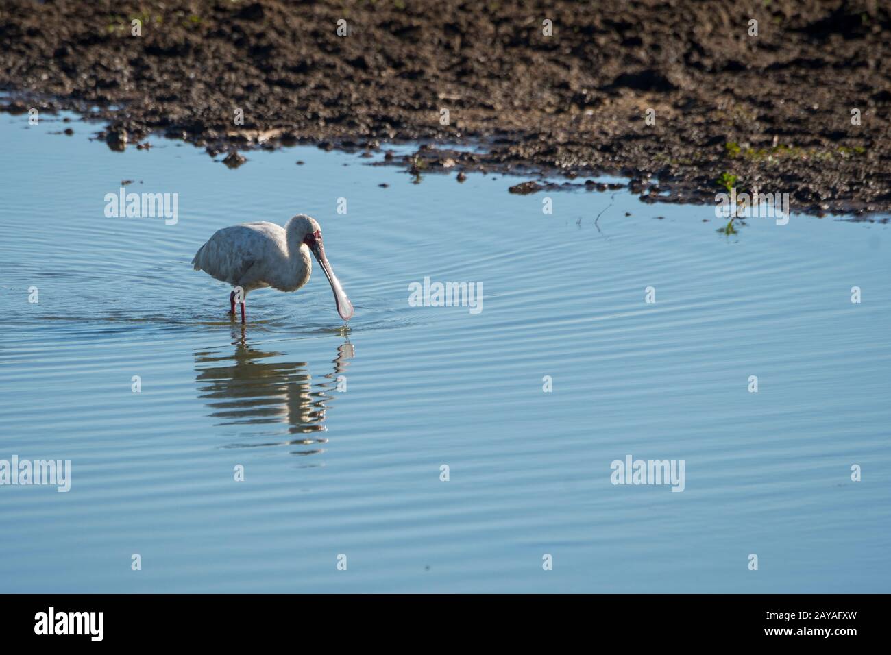 Ein afrikanischer Spoonbill (Platalea alba) sucht entlang eines Flusses in der Jao Concession, Wildlife, Okavango-Delta in Botswana nach Nahrung. Stockfoto