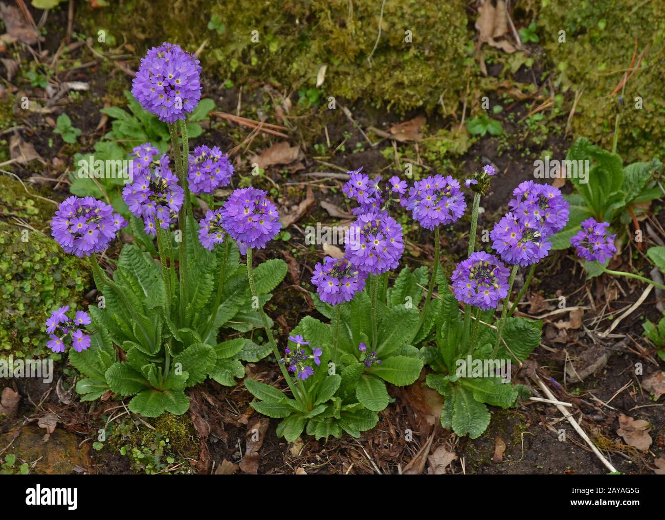 Trommelstock pflanzen Fotos und Bildmaterial in hoher Auflösung Alamy