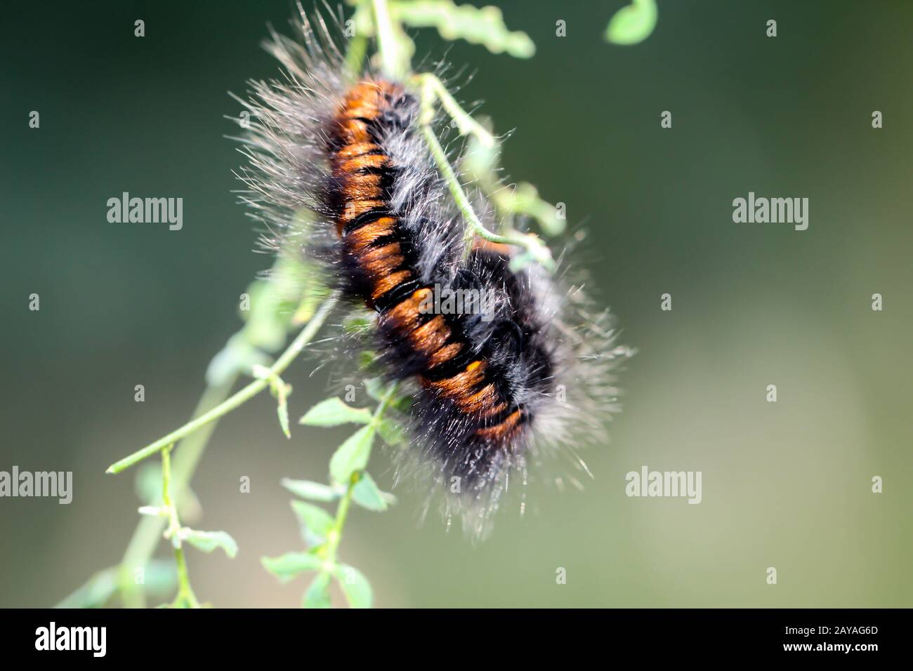 Caterpillar des Black moth Stockfoto