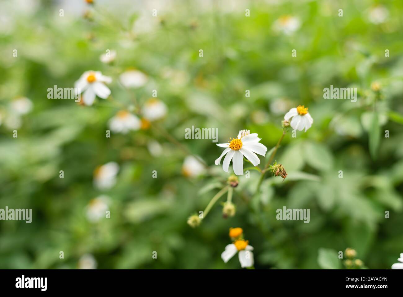 Landschaft mit kleinem weißen Blumenhintergrund Stockfoto