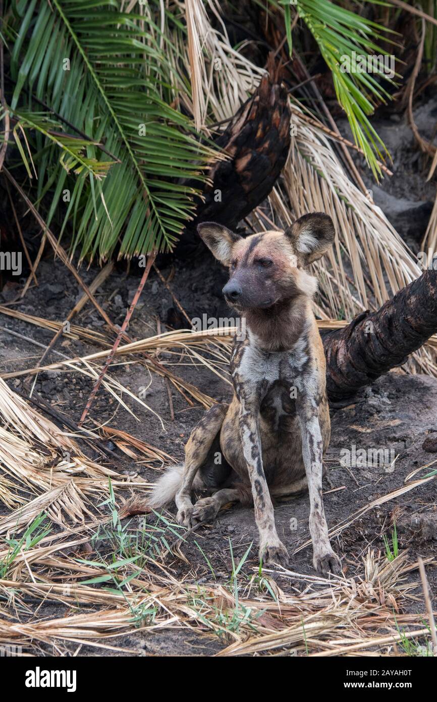Ein afrikanischer Wildhund (Lycaon pictus), ein gefährdetes Tier, sucht Beute in der Jao Concession, Wildlife, Okavango-Delta in Botswana. Stockfoto