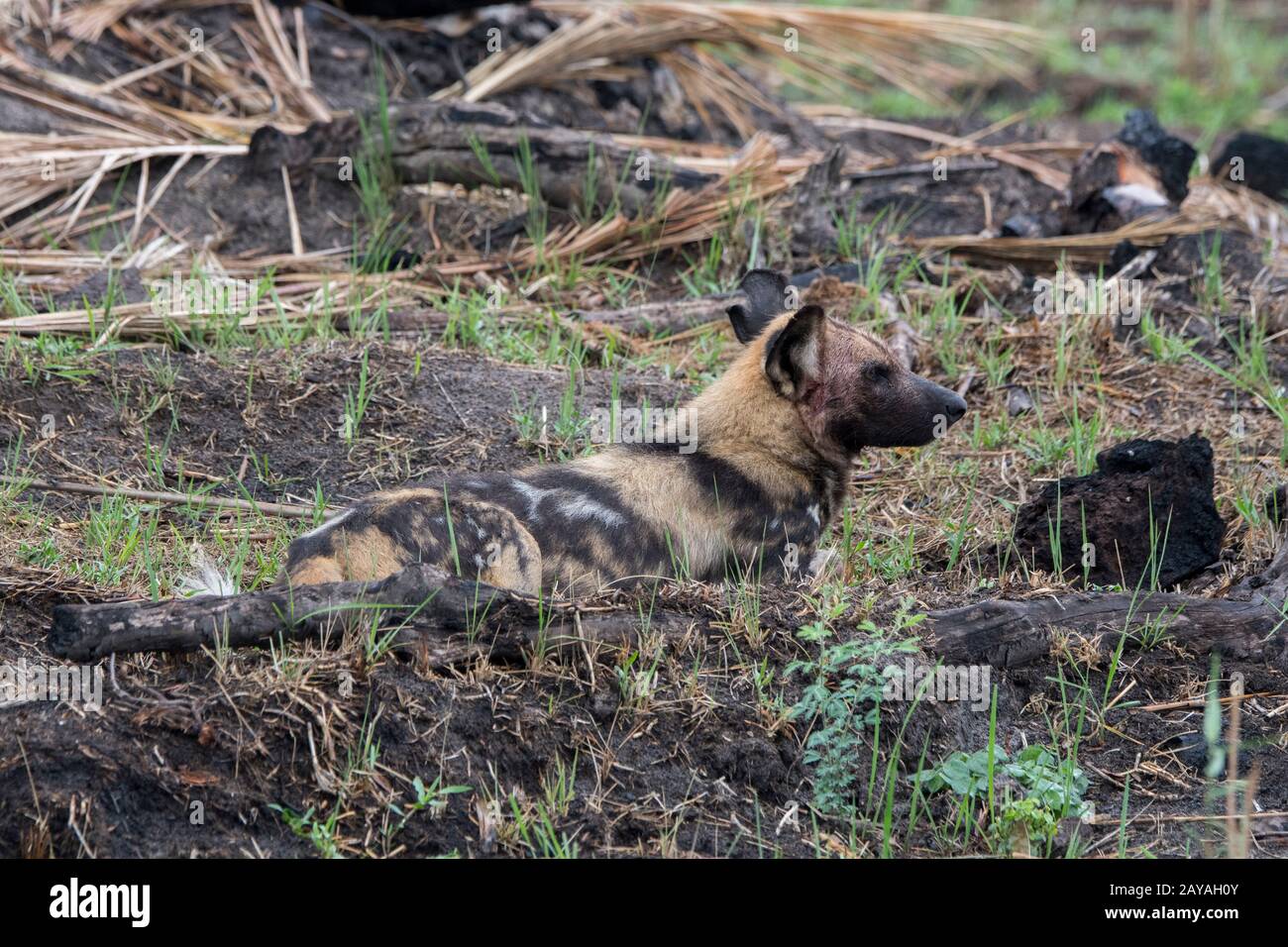 Ein afrikanischer Wildhund (Lycaon pictus), ein gefährdetes Tier, legt sich auf den Boden, der in der Jao-Konzession, Wildlife, Okavango-Delta in Botswana ruht Stockfoto
